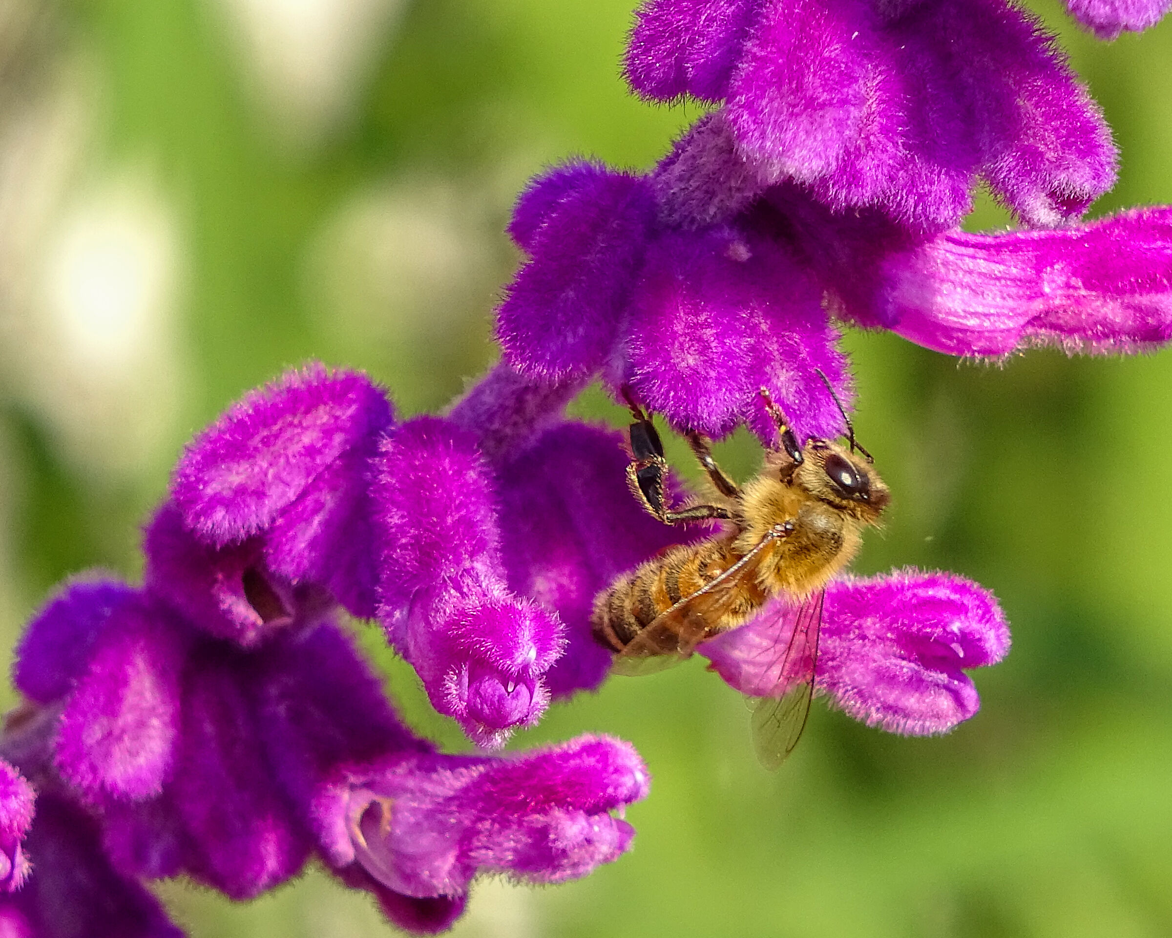 Salvia leucantha and bee