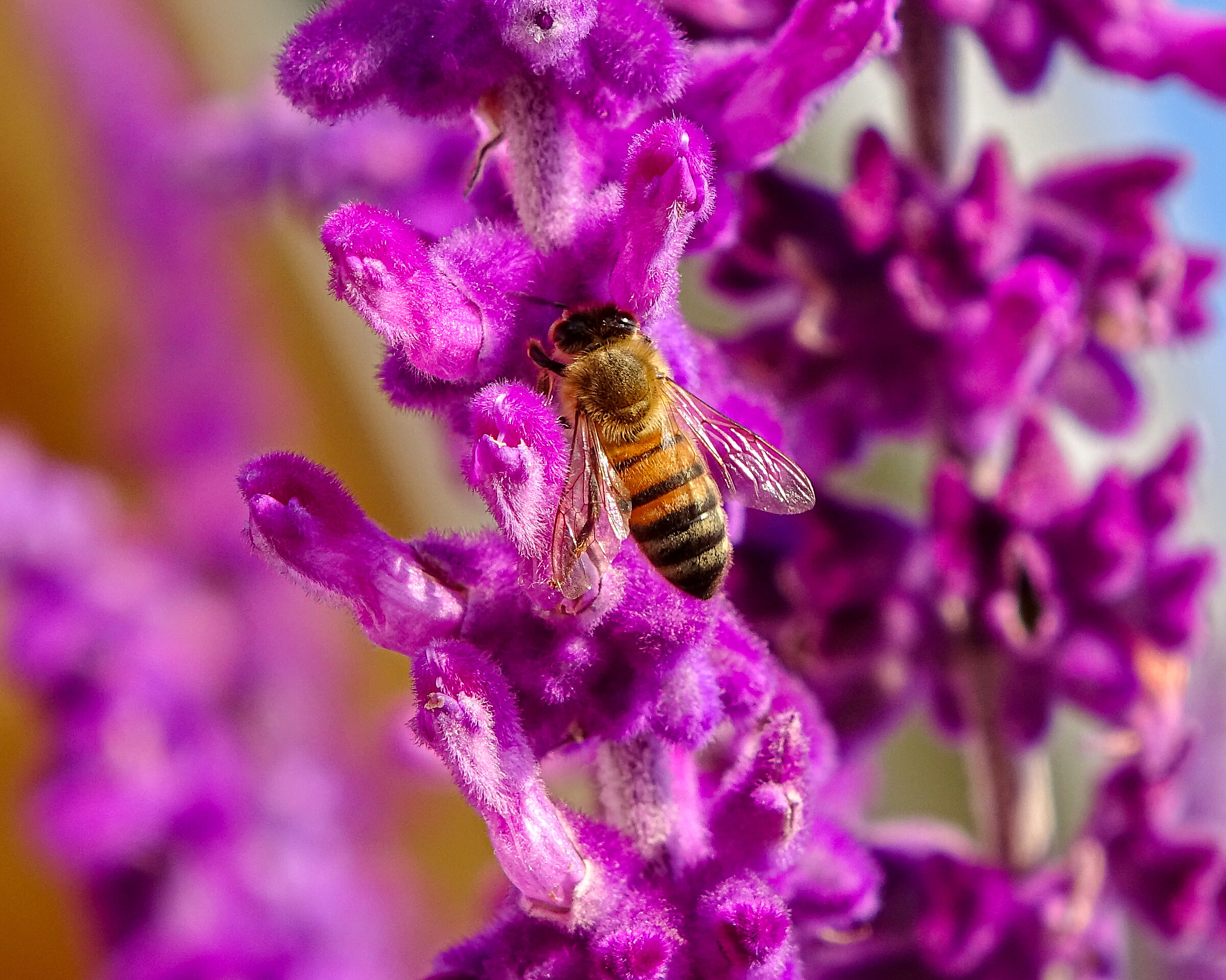 Salvia leucantha and bee1