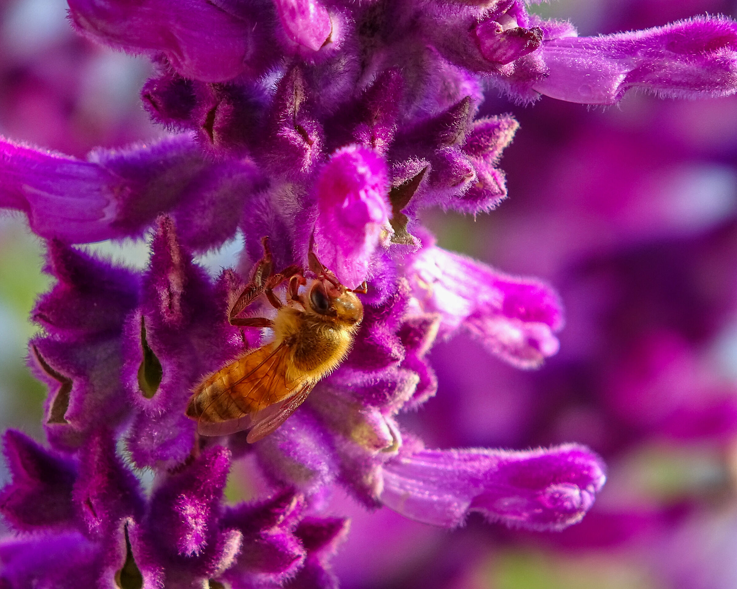 Salvia leucantha and bee2