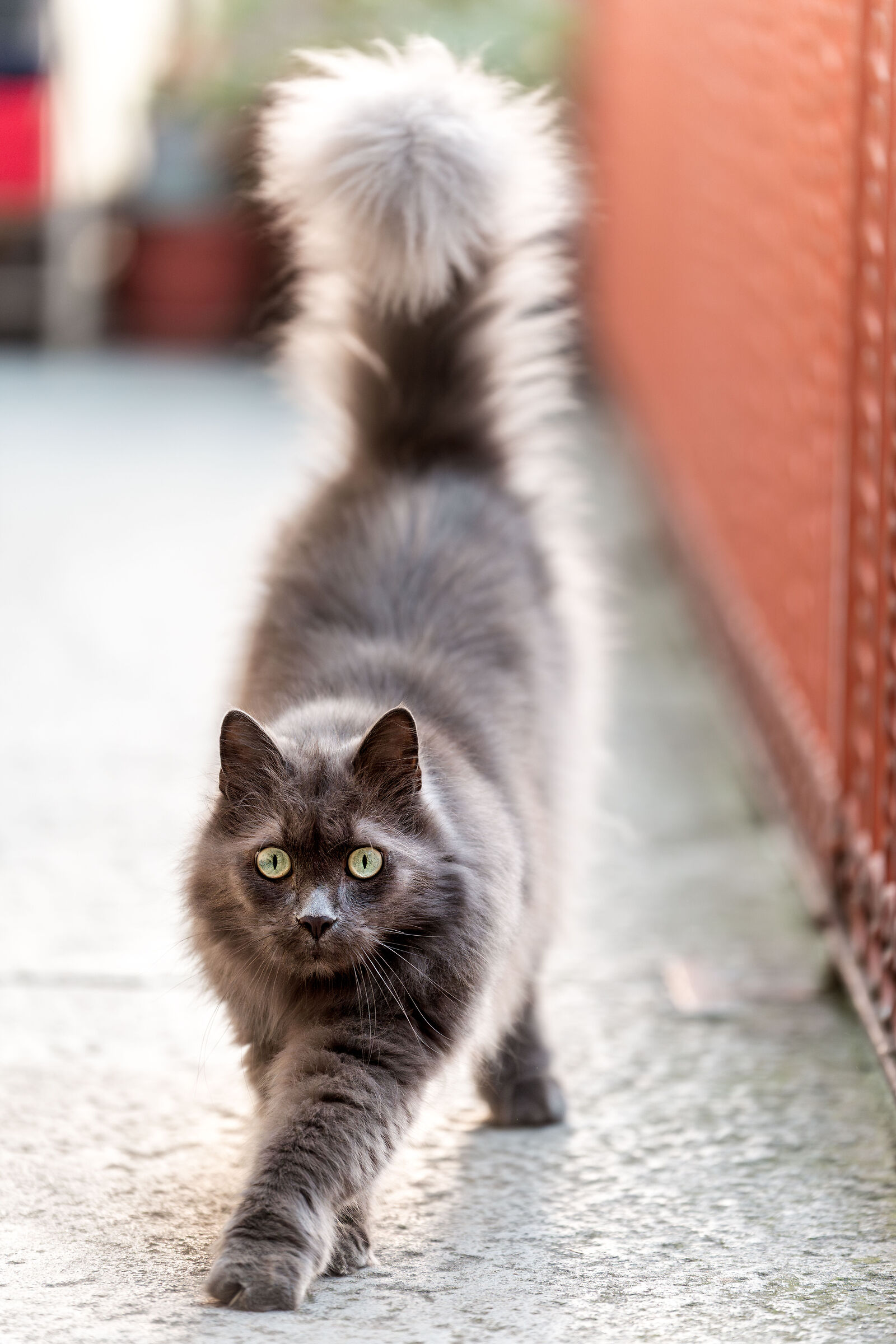 Il gatto del vicino
