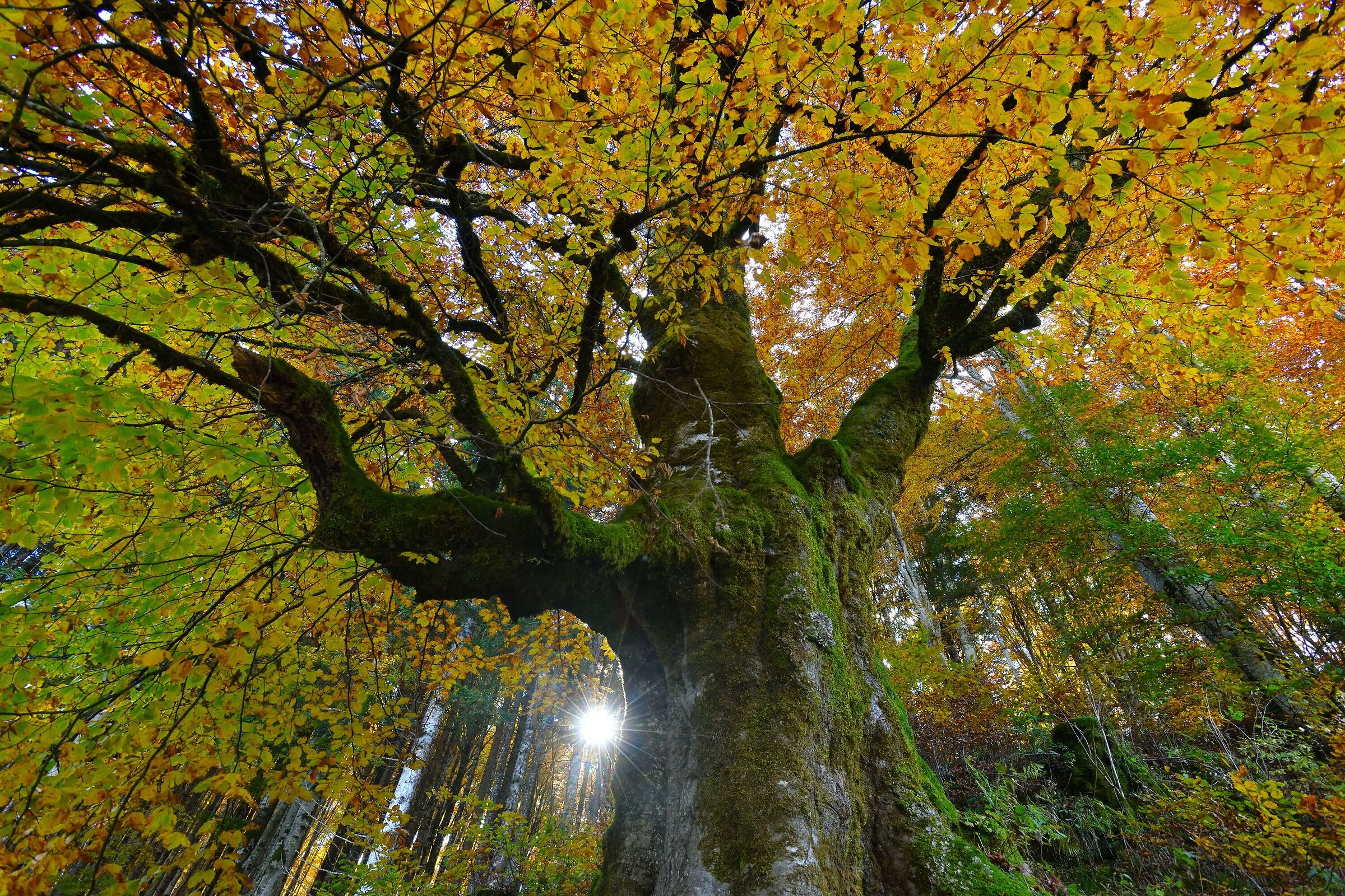 e' tempo di foliage...