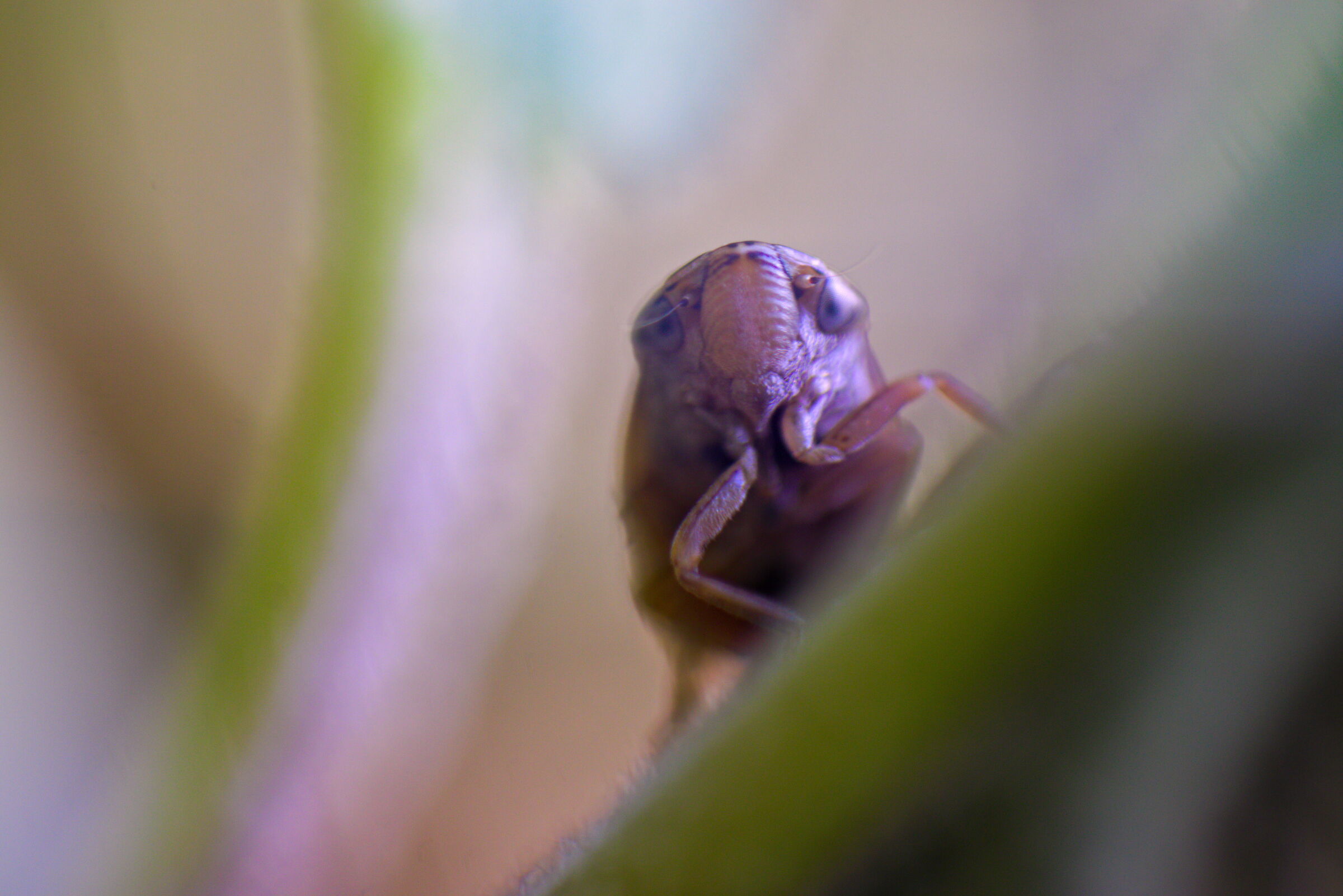 Sputacchina che sbircia