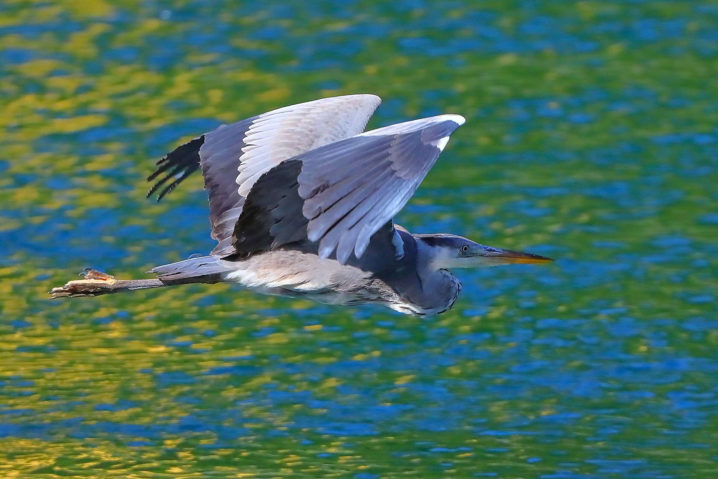 Cenerino 29 aprile 2025 - 0022