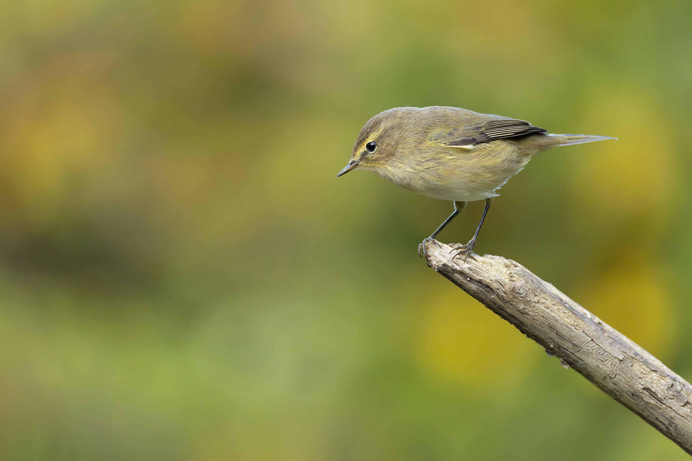 Chiffchaff
