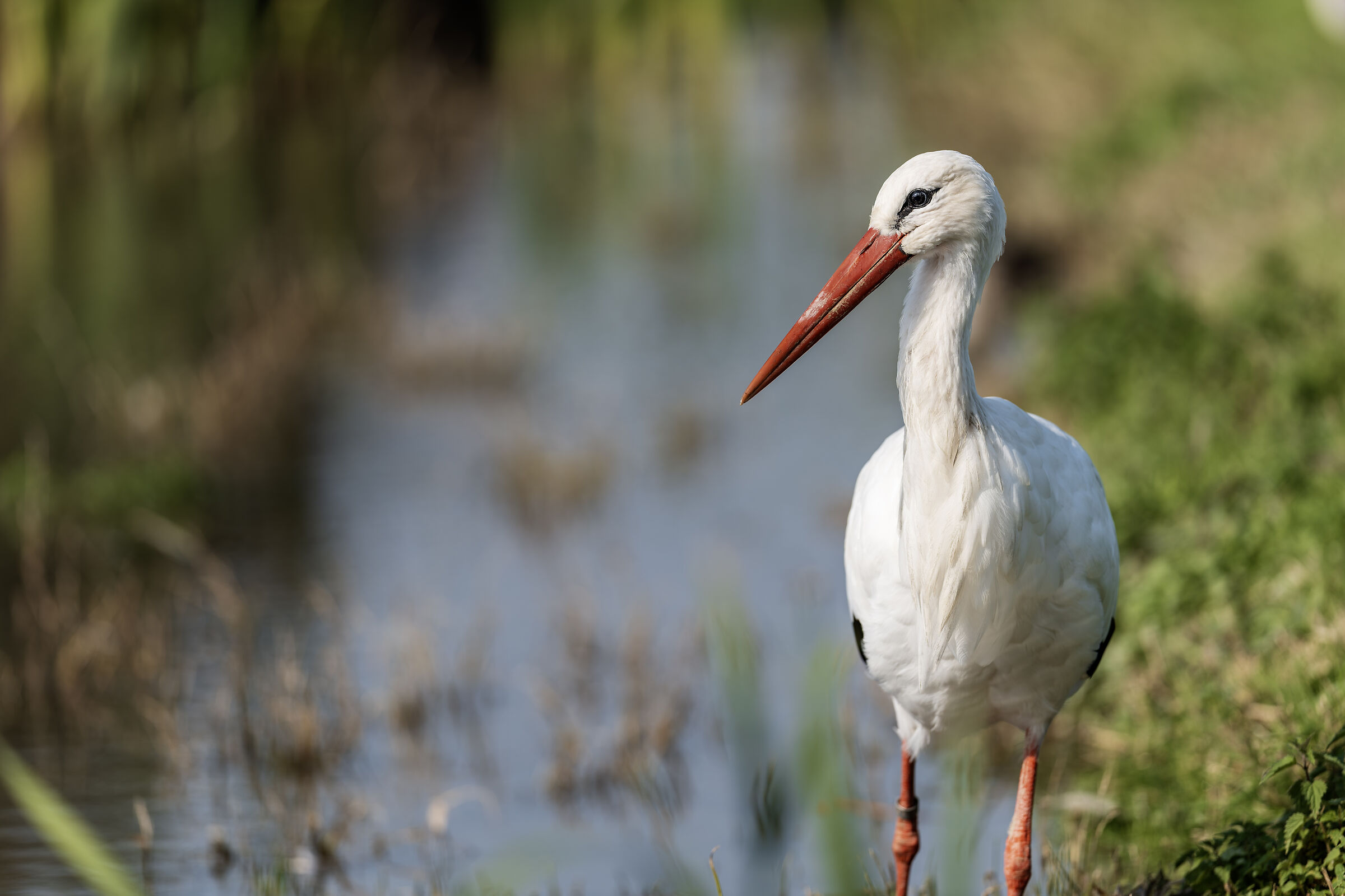 The storks of the center