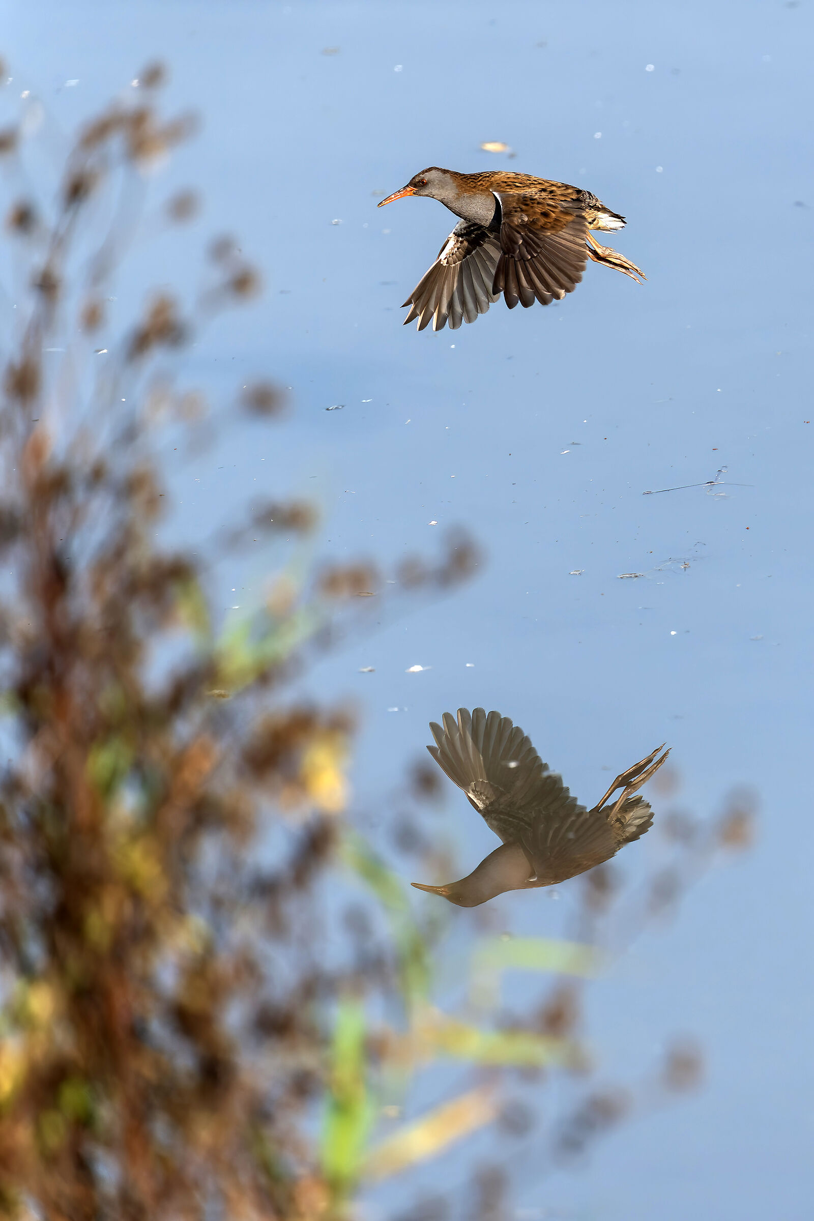 The flight of the water rail