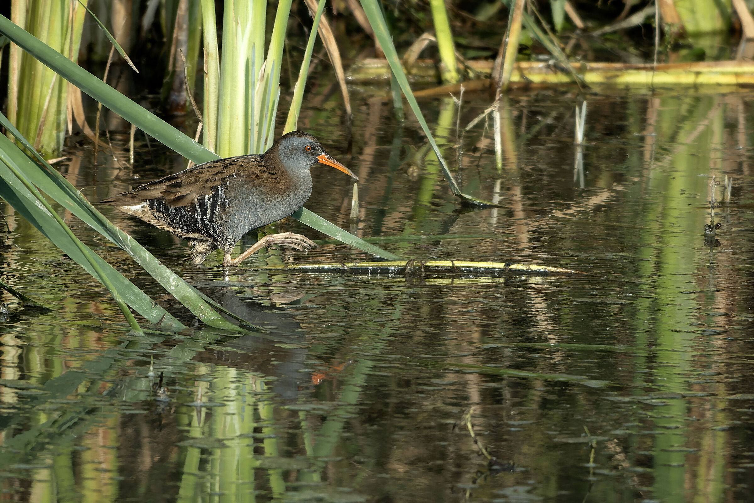 Water rail in the morning light (Rallus aquaticus)