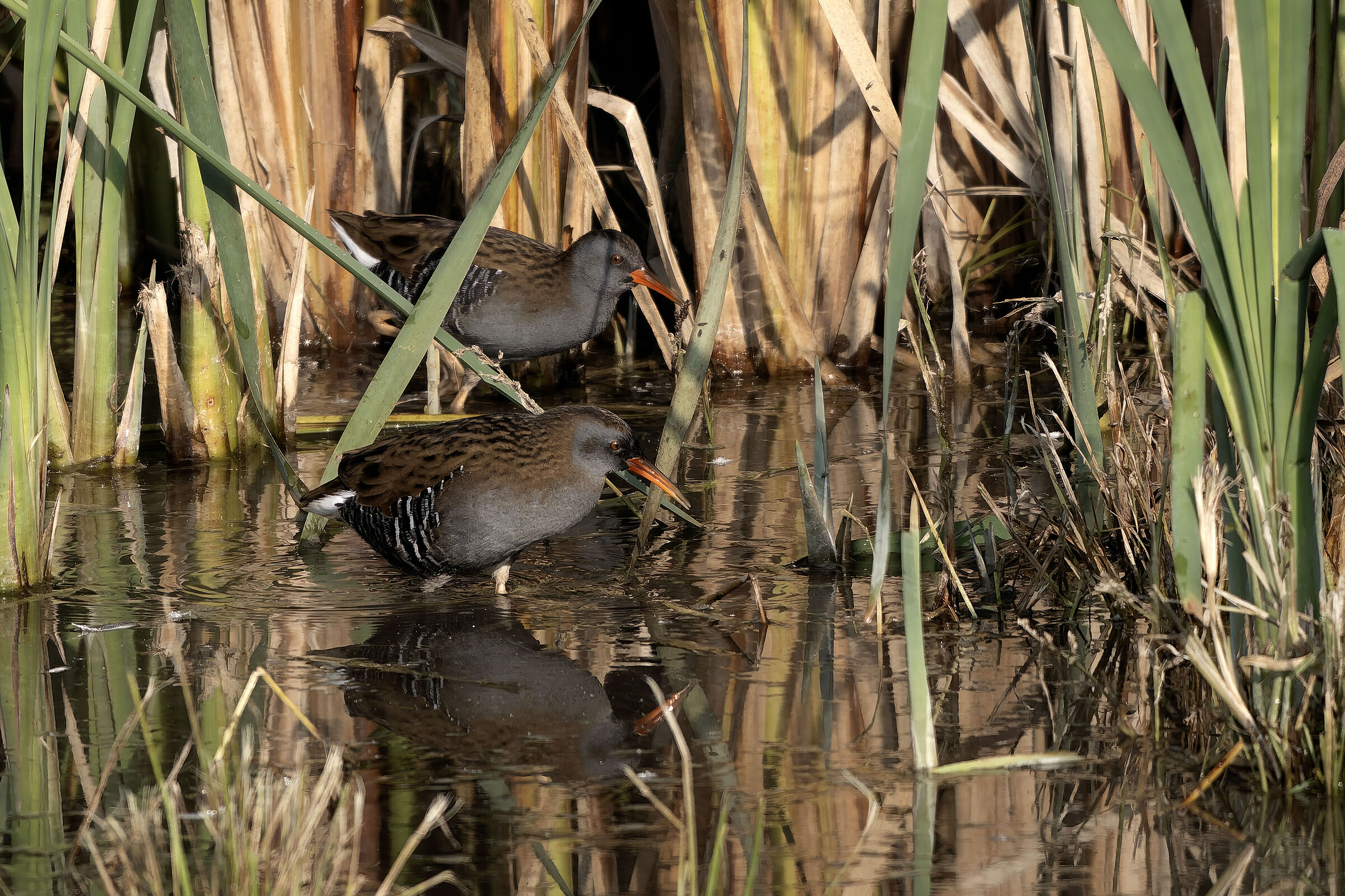 'Maxibon' Two is better than a water rail