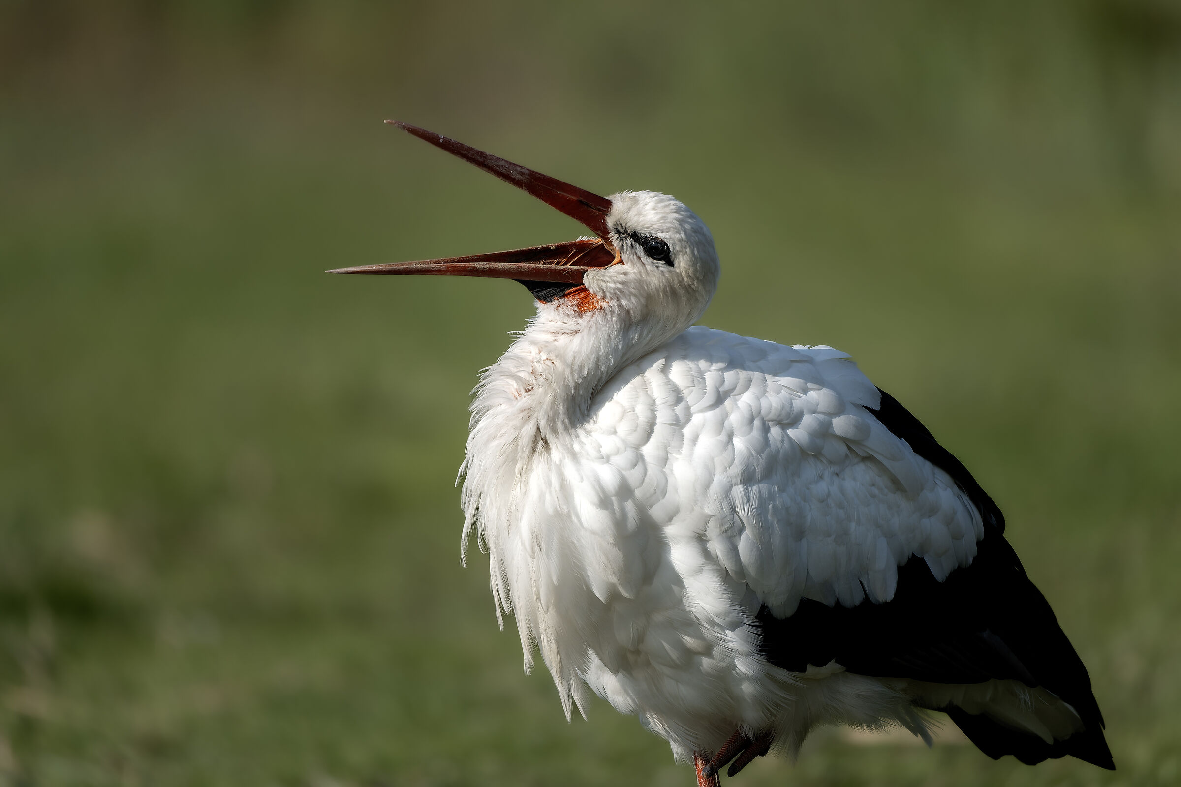 "Yawning" stork (Ciconia ciconia)