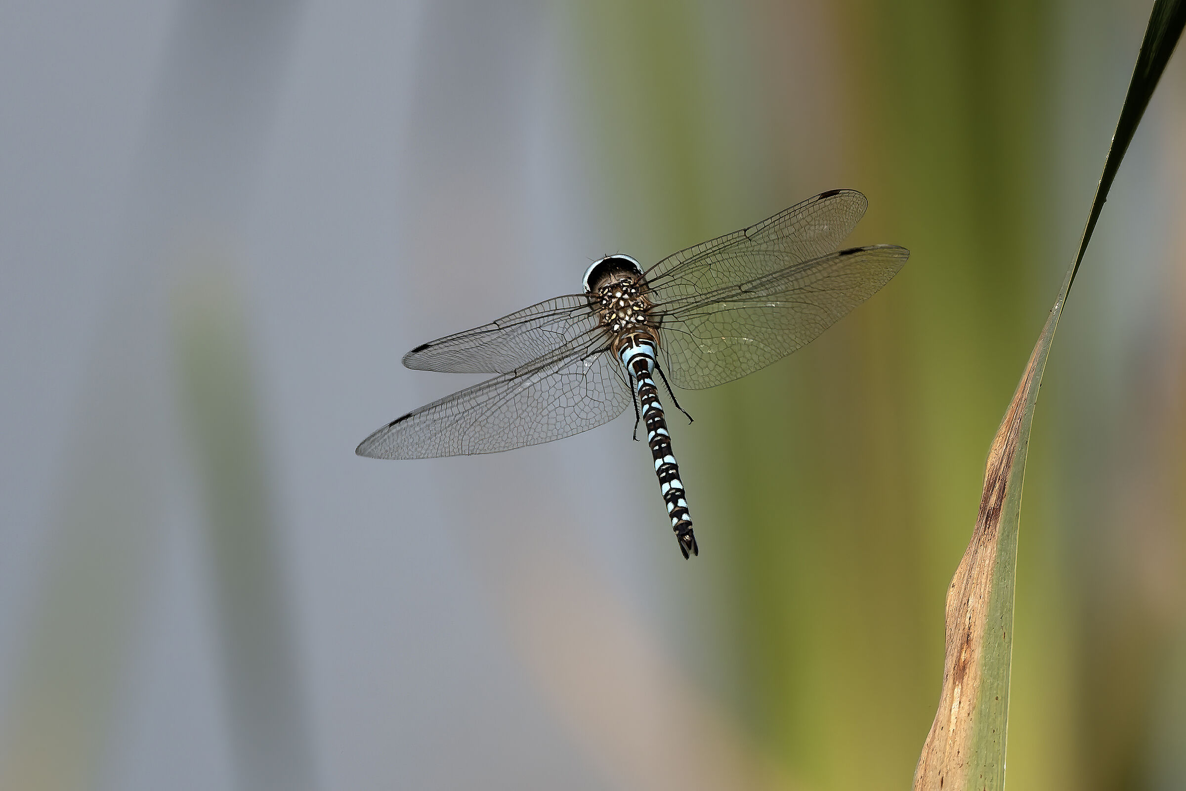 Dragonfly perhaps a multicolored Rhionaeschna