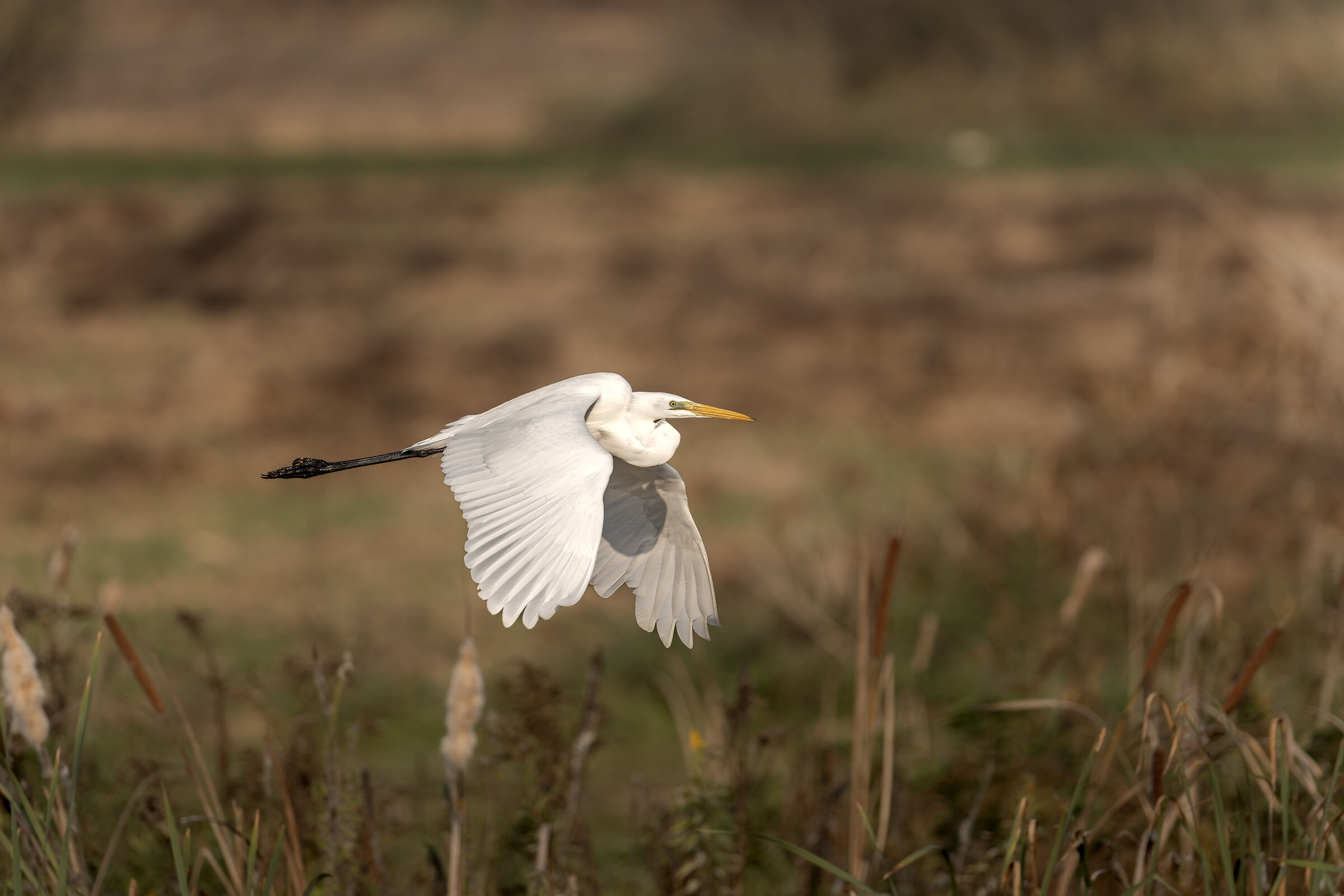 White Heron (flight)