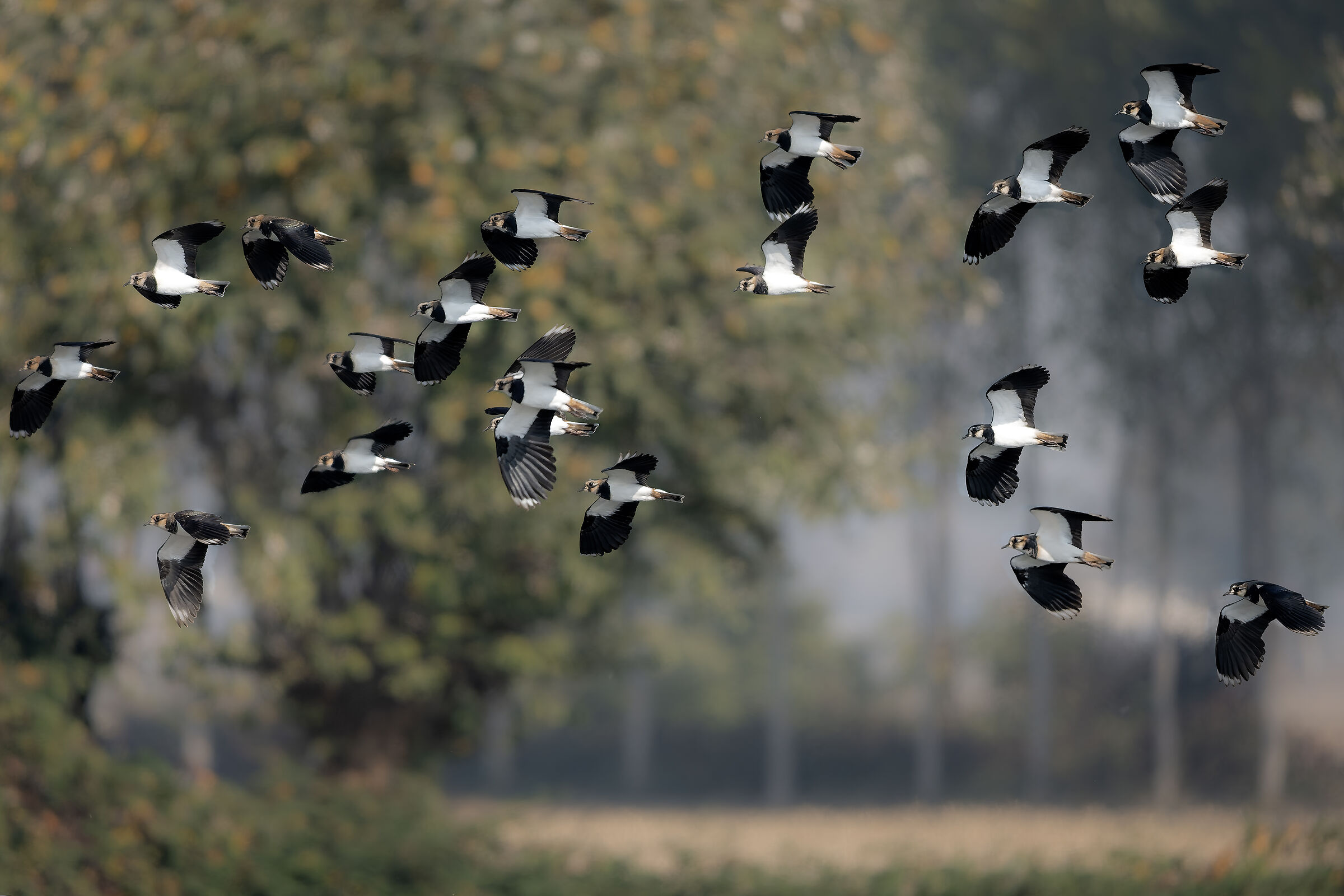 The flight of lapwings