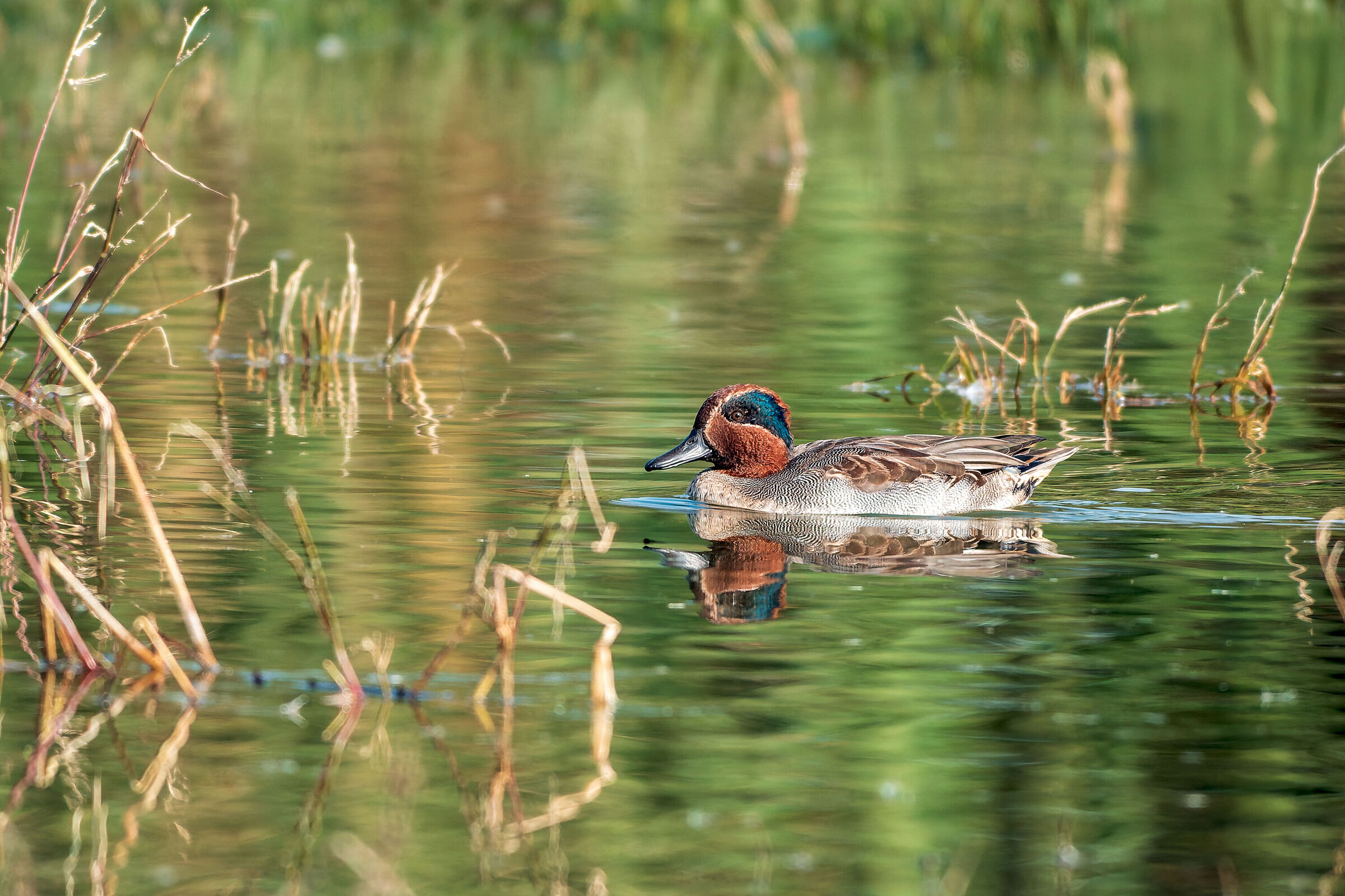 Male Teal