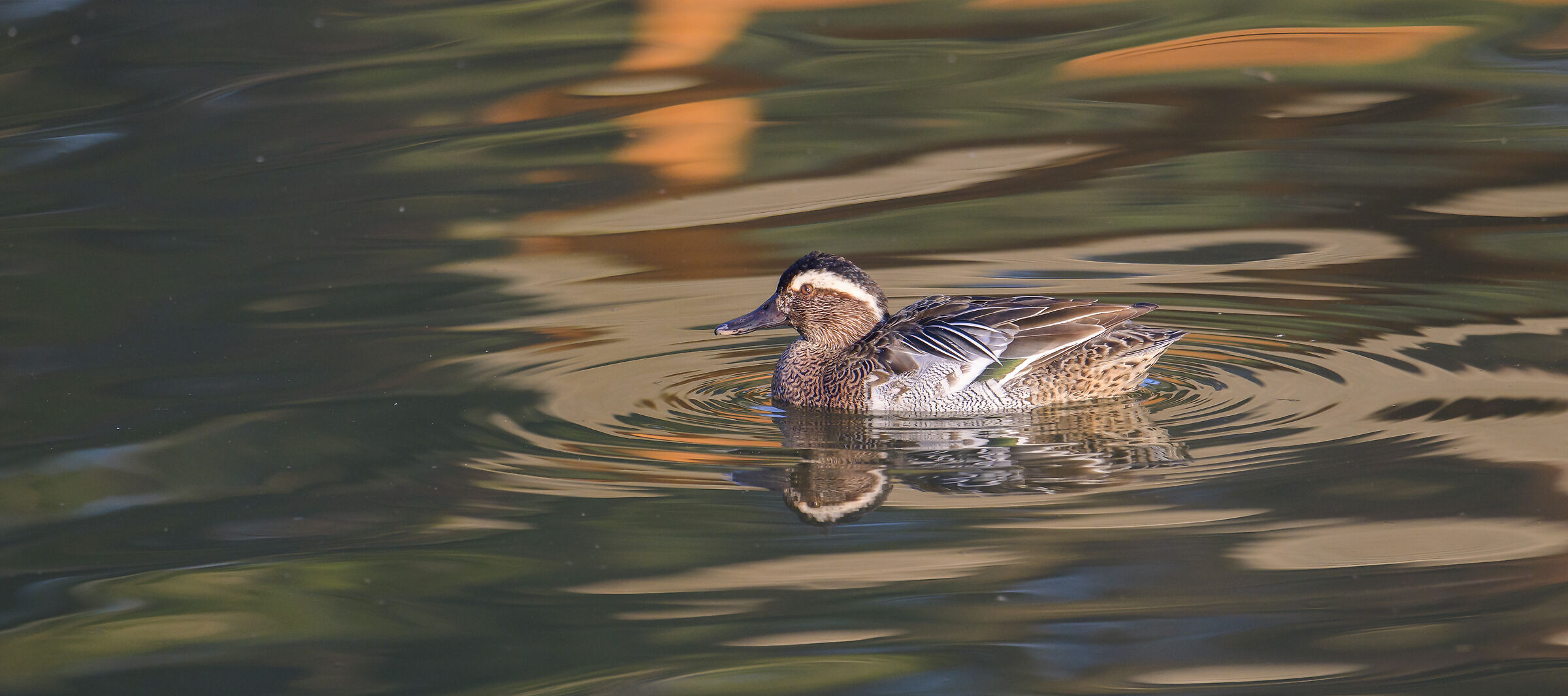 garganey