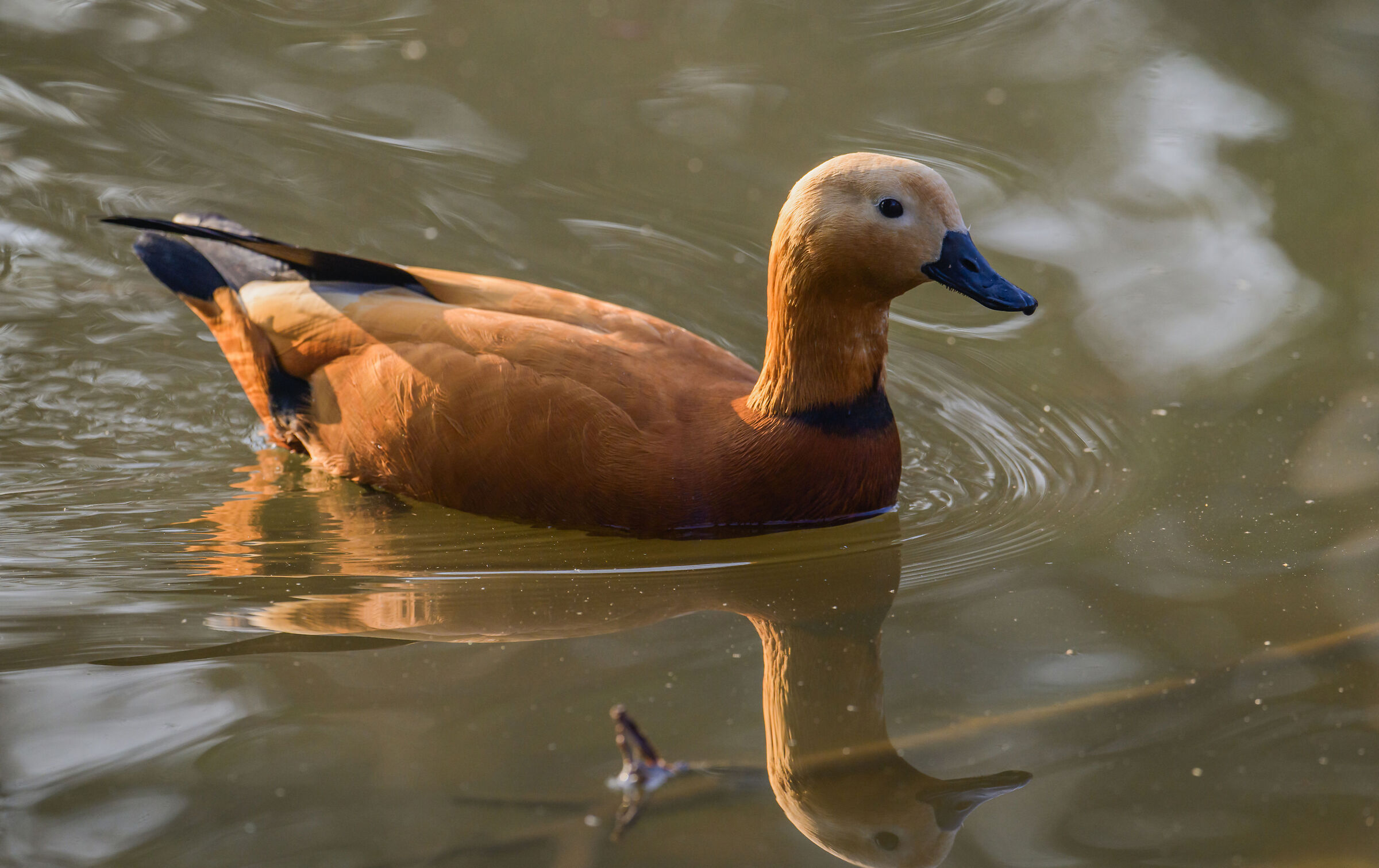 ruddy shelduck