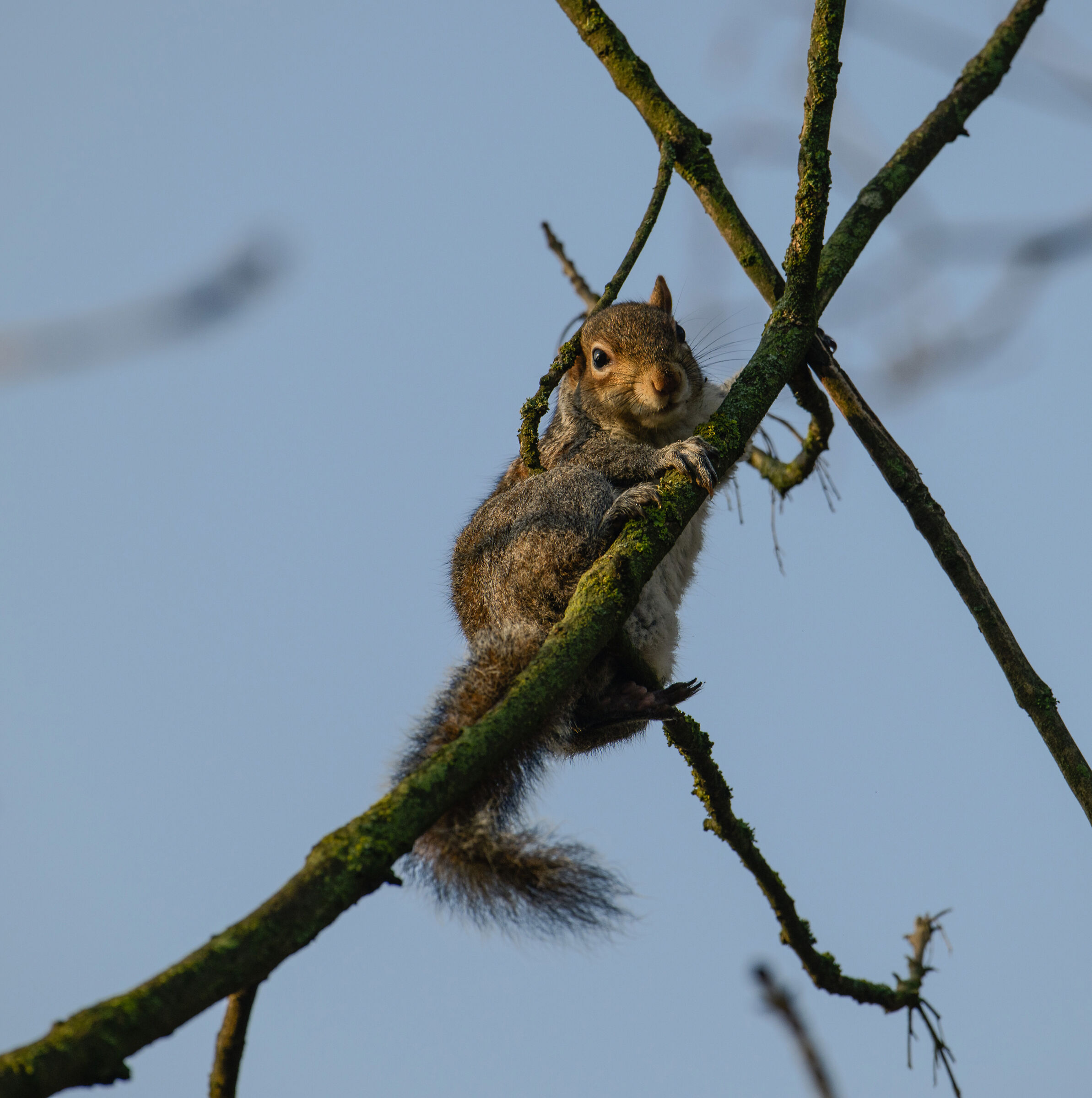Grey squirrel