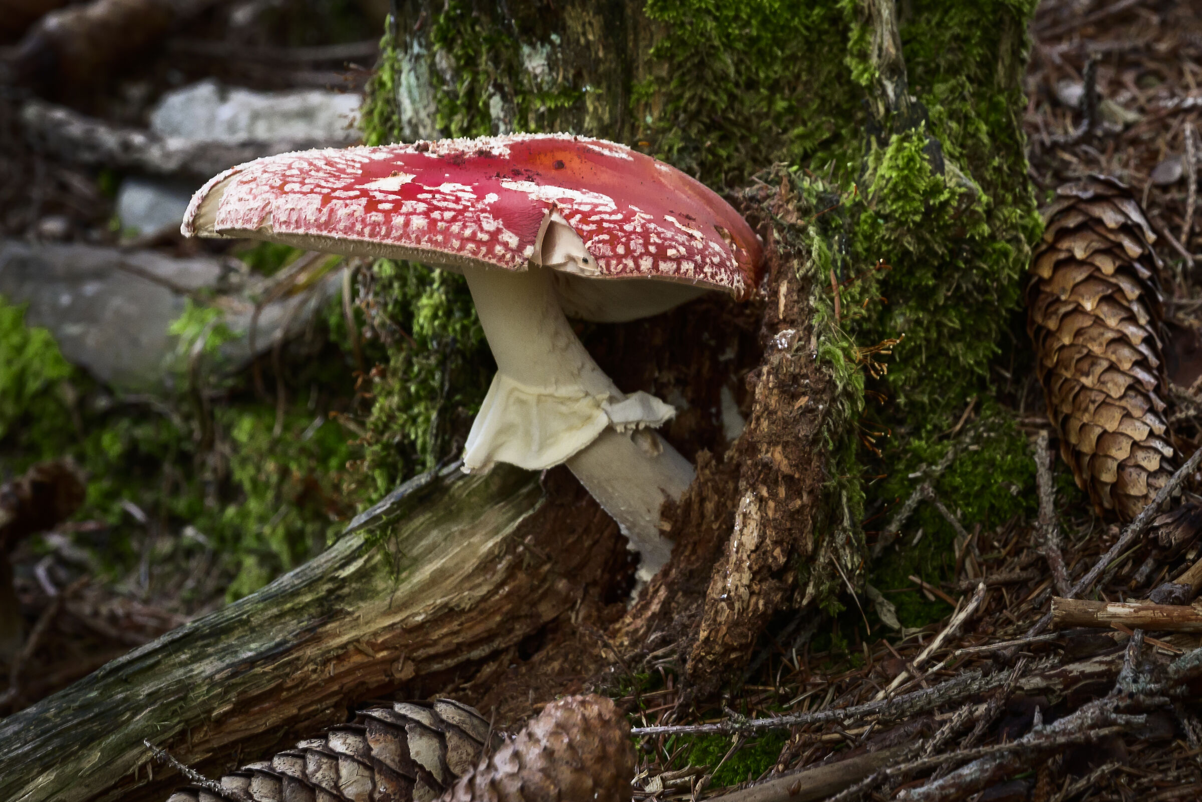 Amanita Muscaria