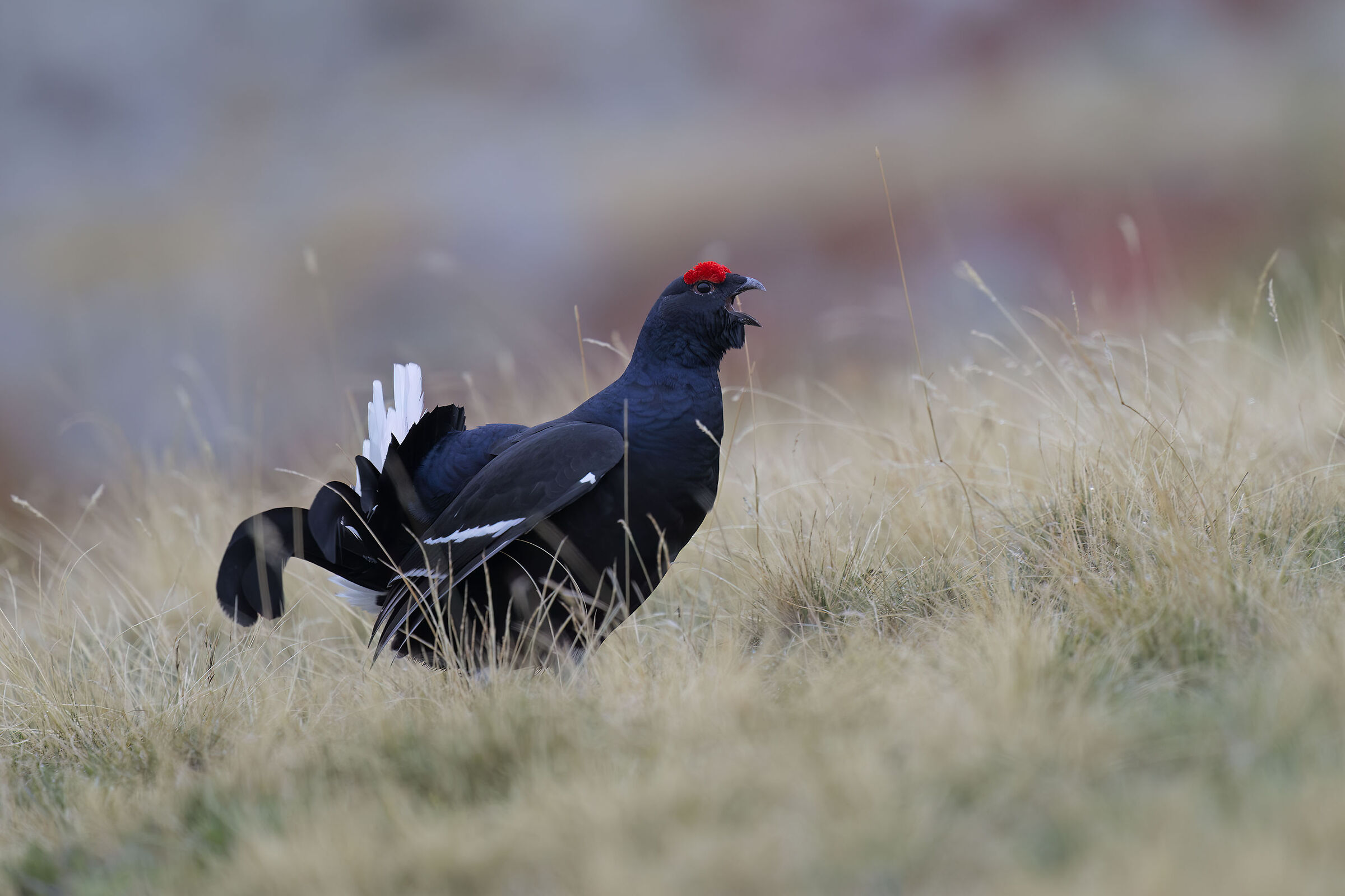 Black grouse