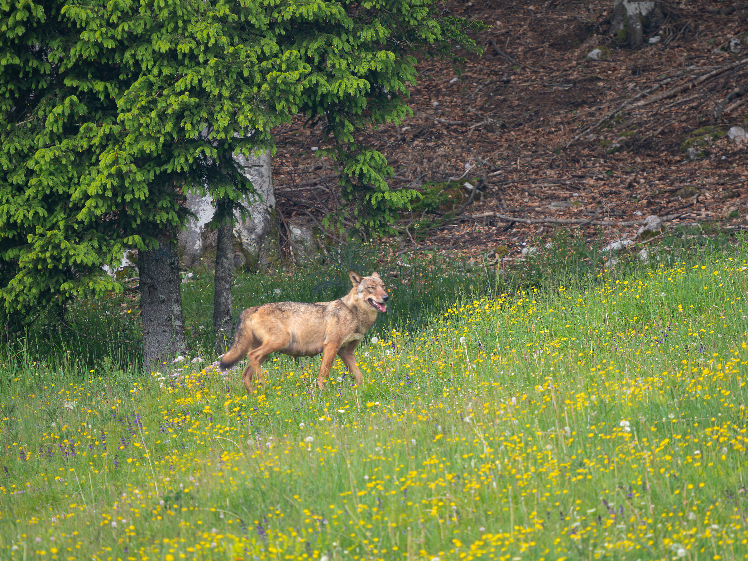Lupa Trentino
