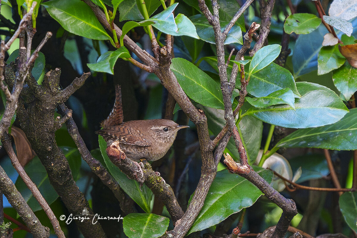 Scricciolo comune (Troglodytes troglodytes)