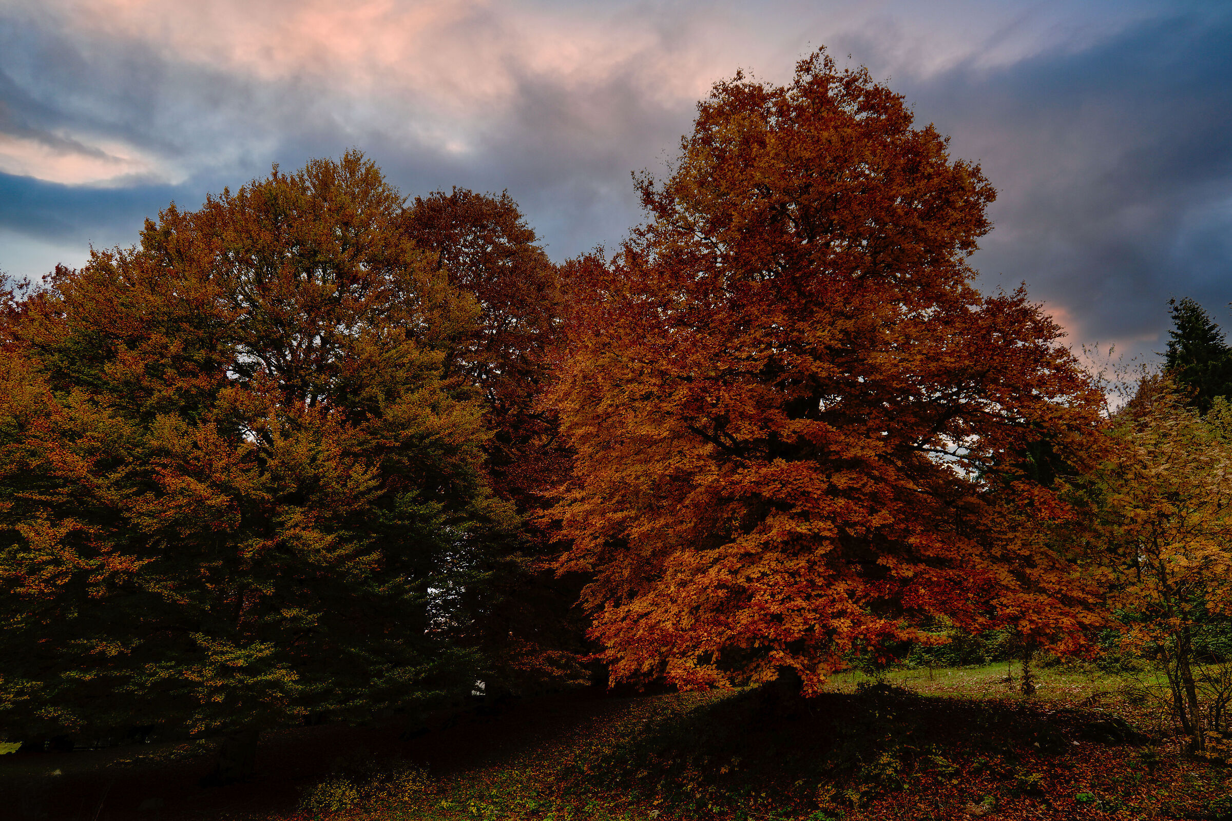 Colori D'Autunno  - Marsia Faggeta