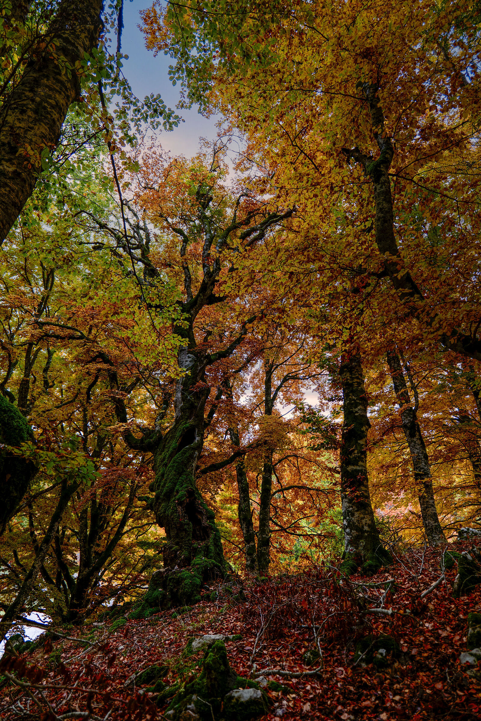 Colori D'Autunno  - Marsia Faggeta