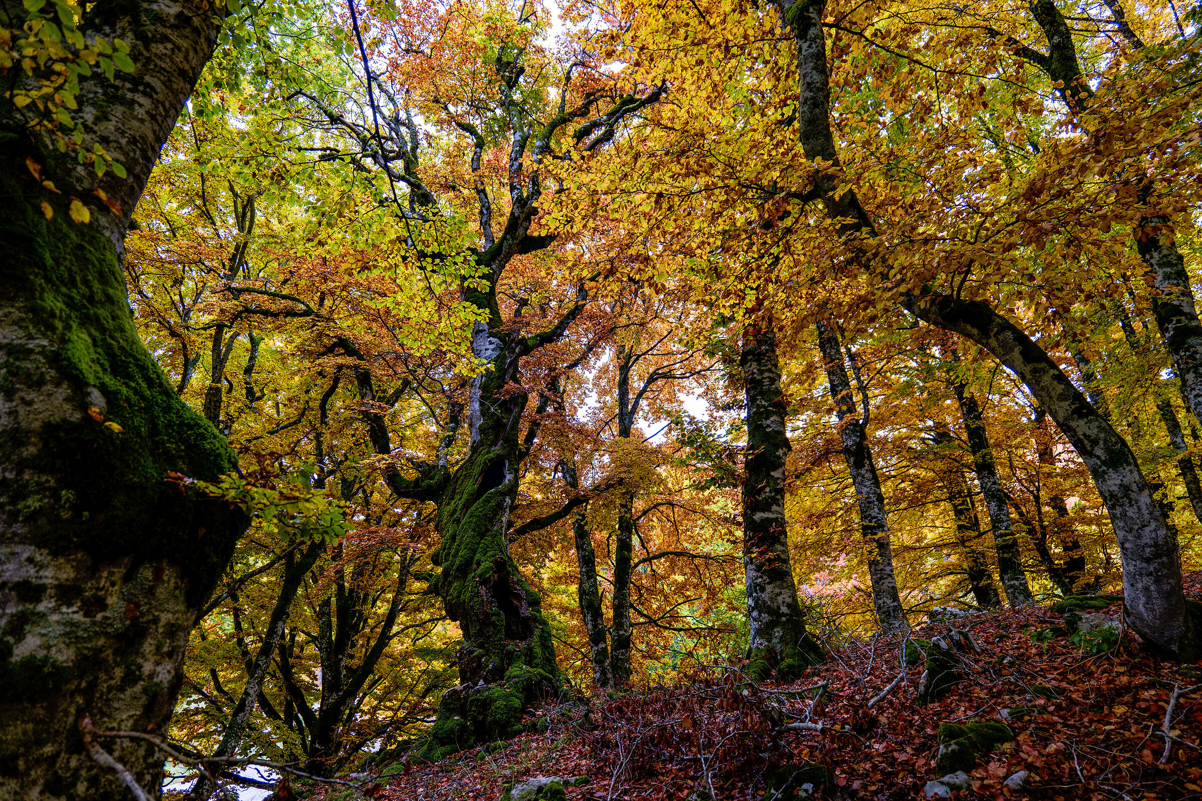 Colori D'Autunno  - Marsia Faggeta
