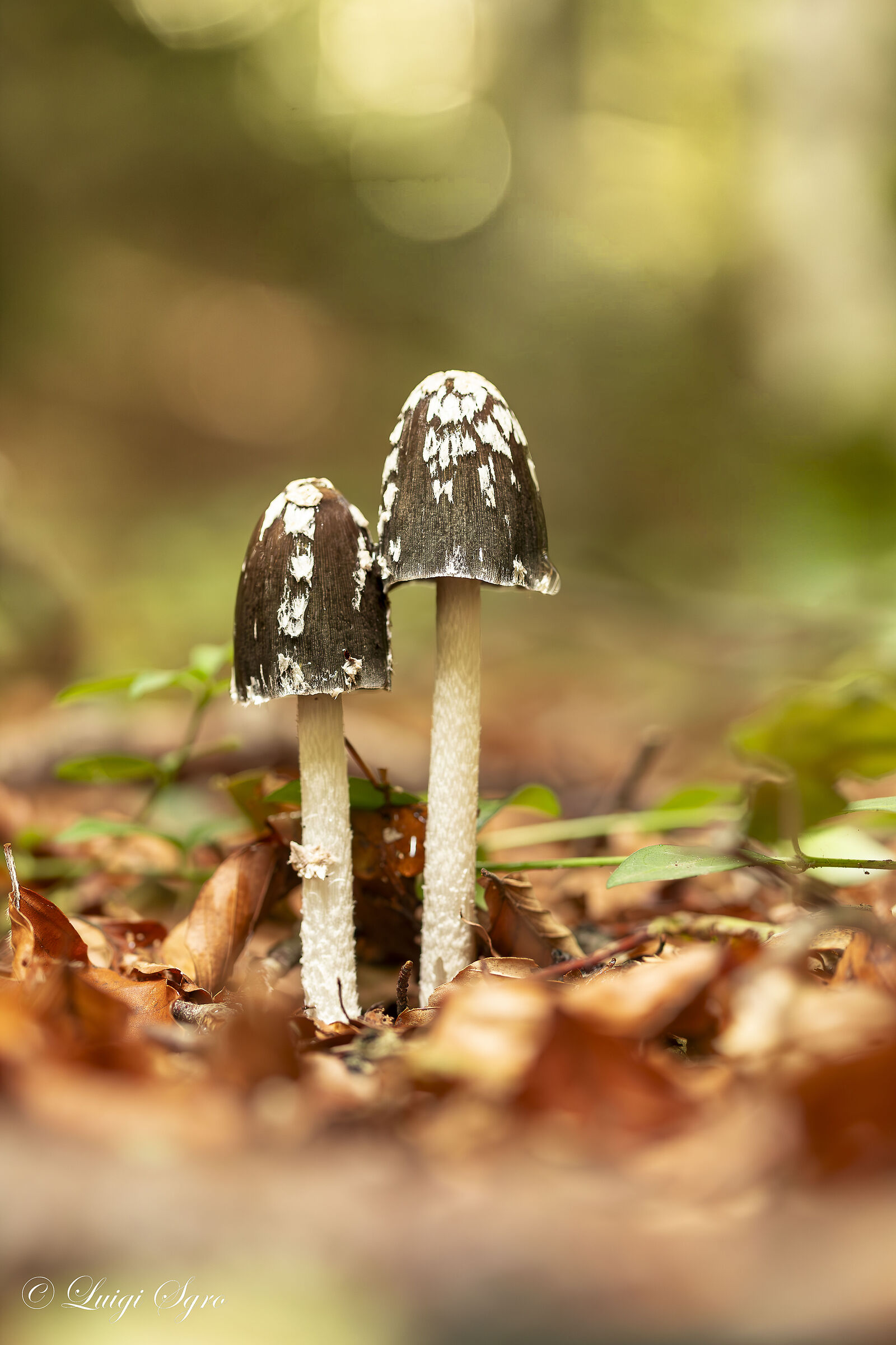 Magie del bosco