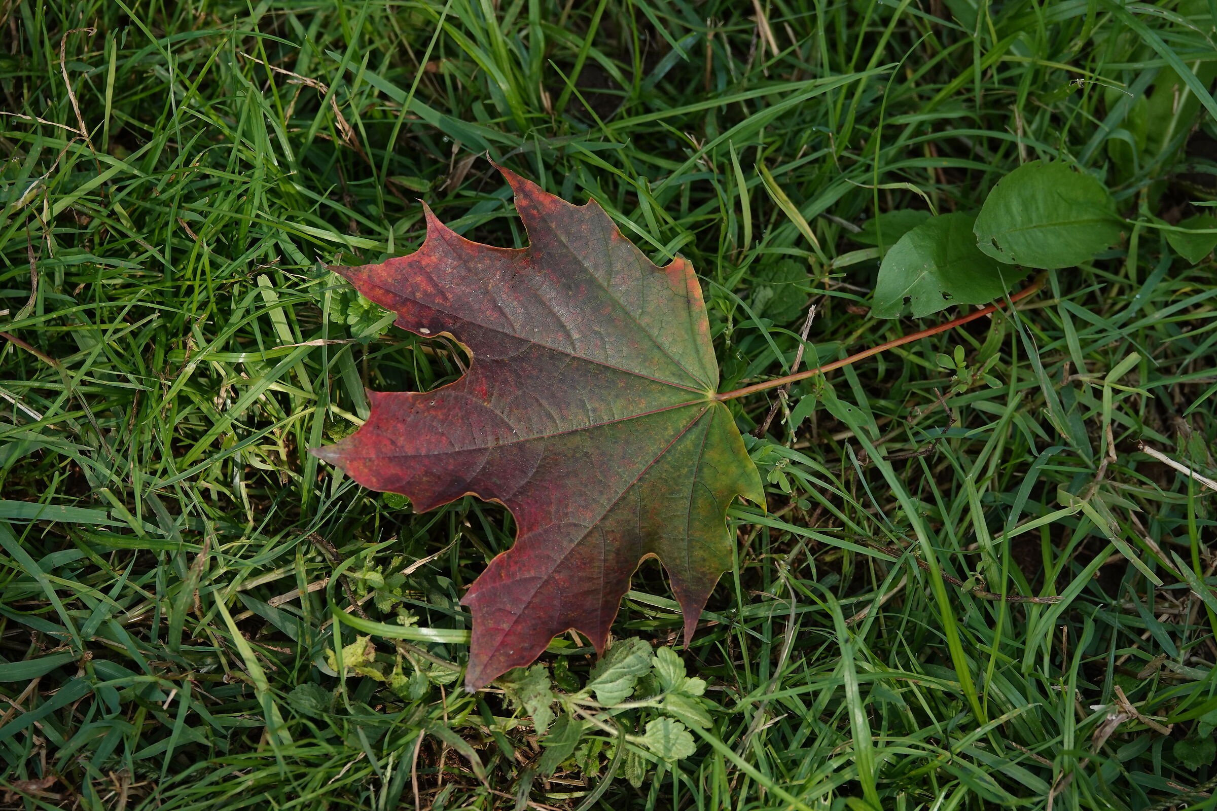 Autumn