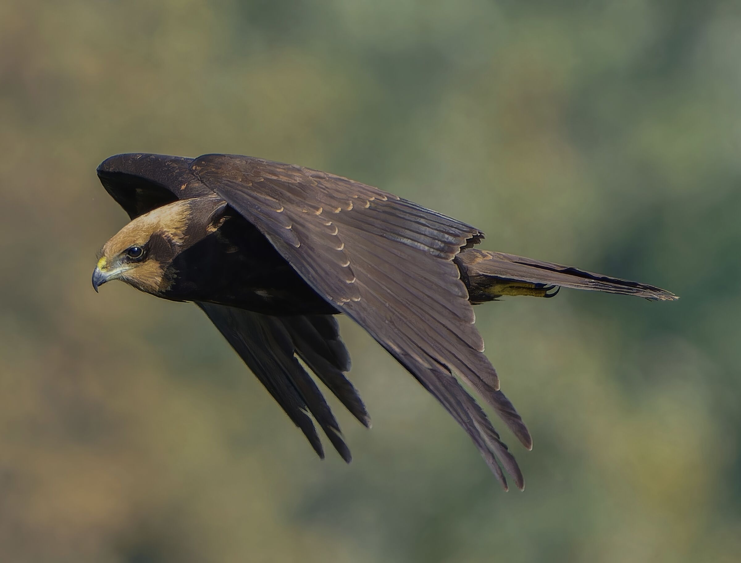 Falco di palude