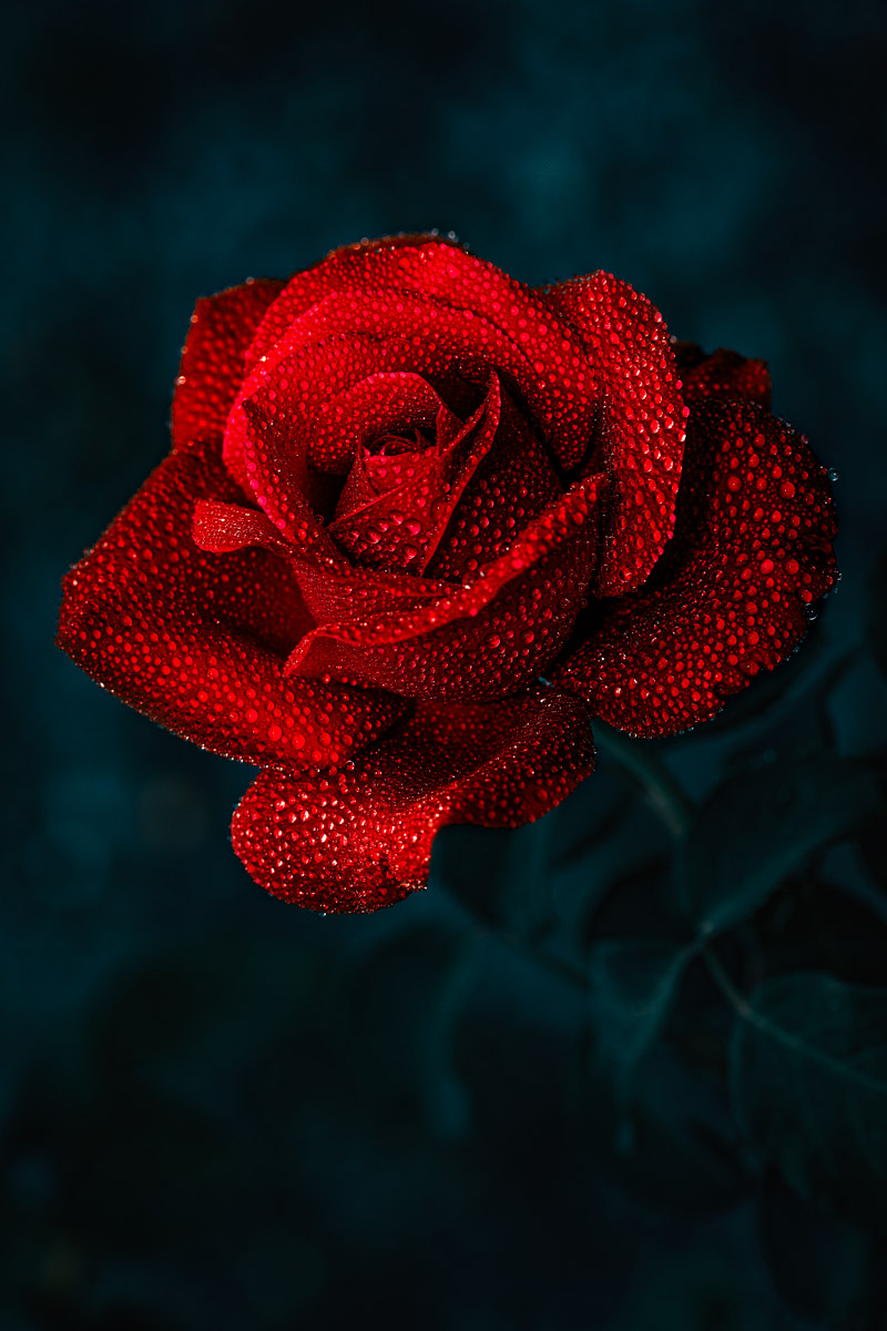 Red Rose III