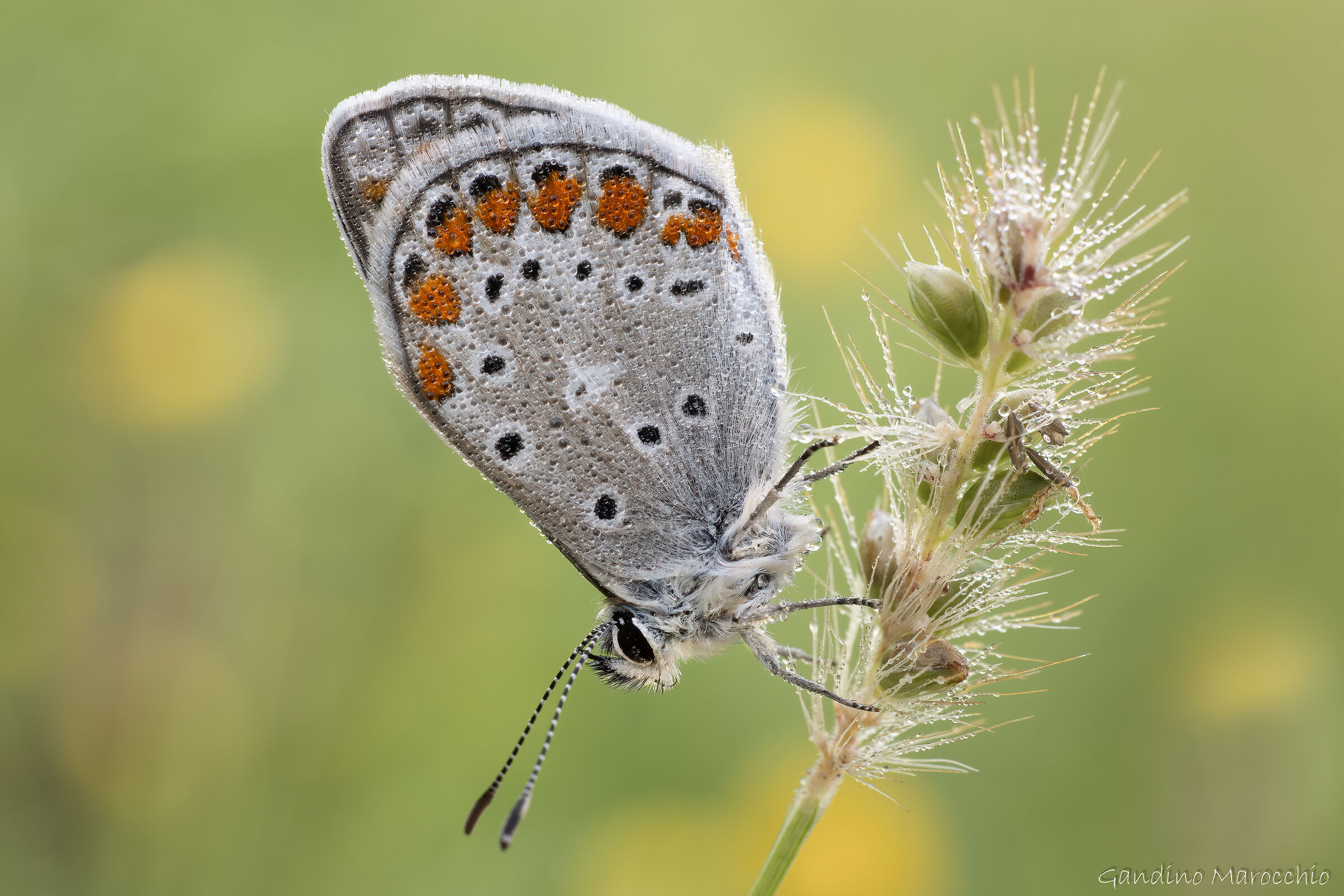 Polyommatus Escheri