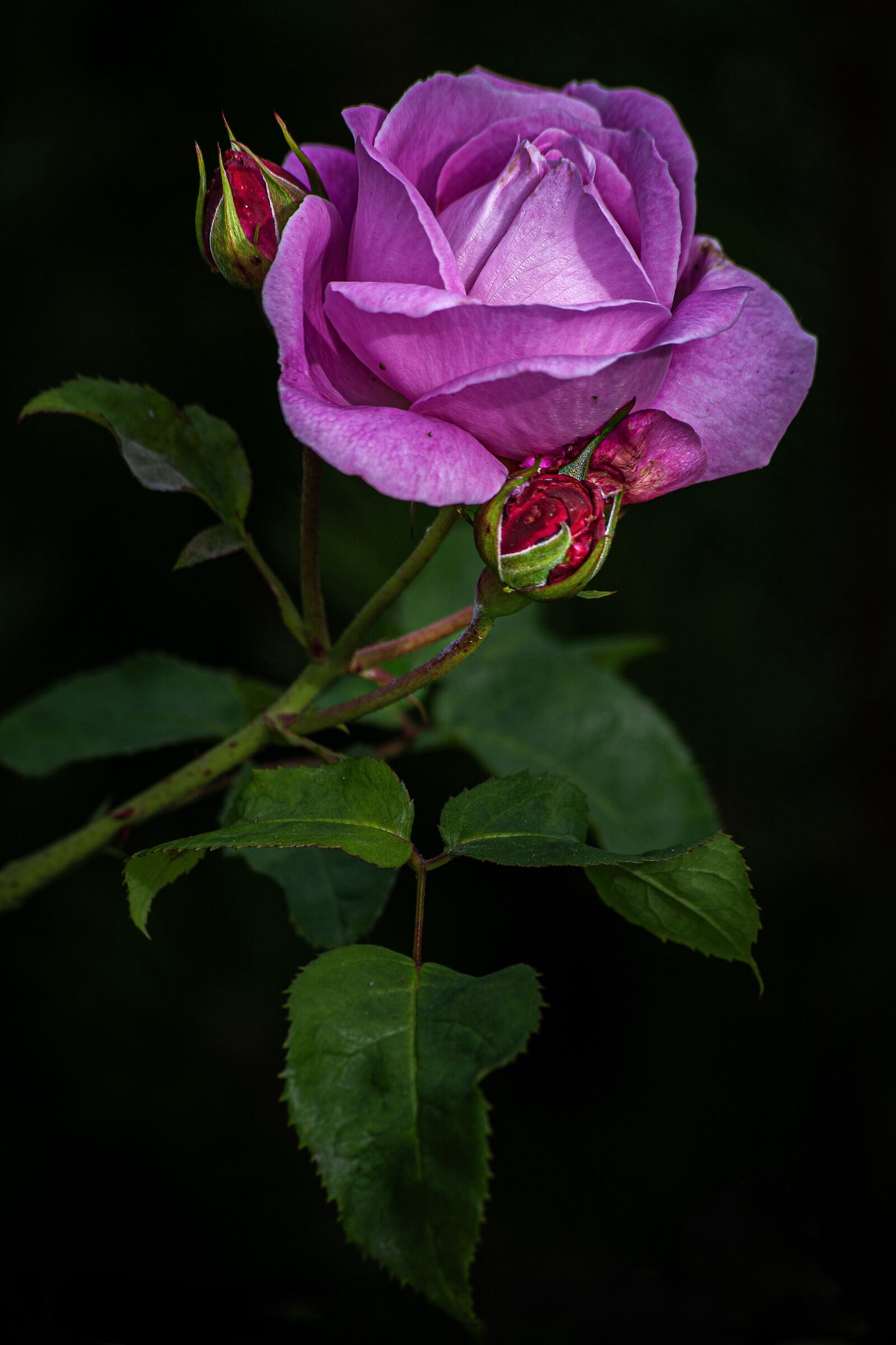 Una semplice rosa