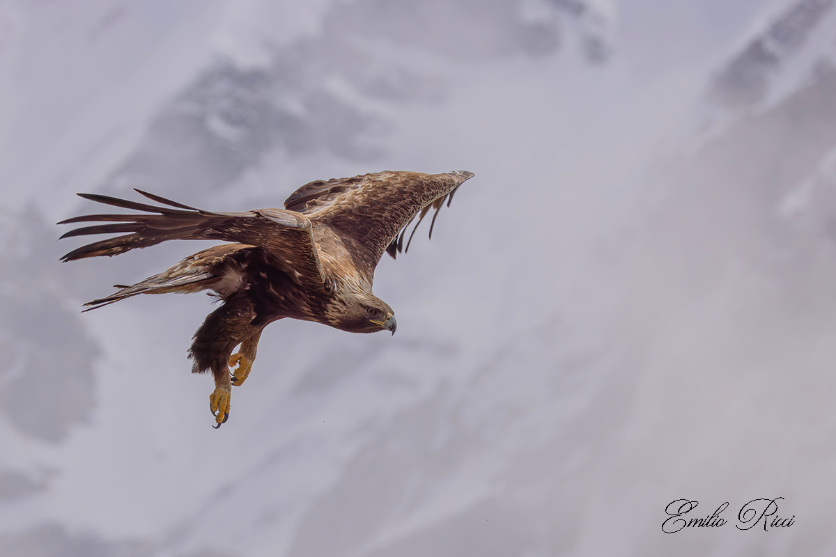 Golden Eagle Italian Alps