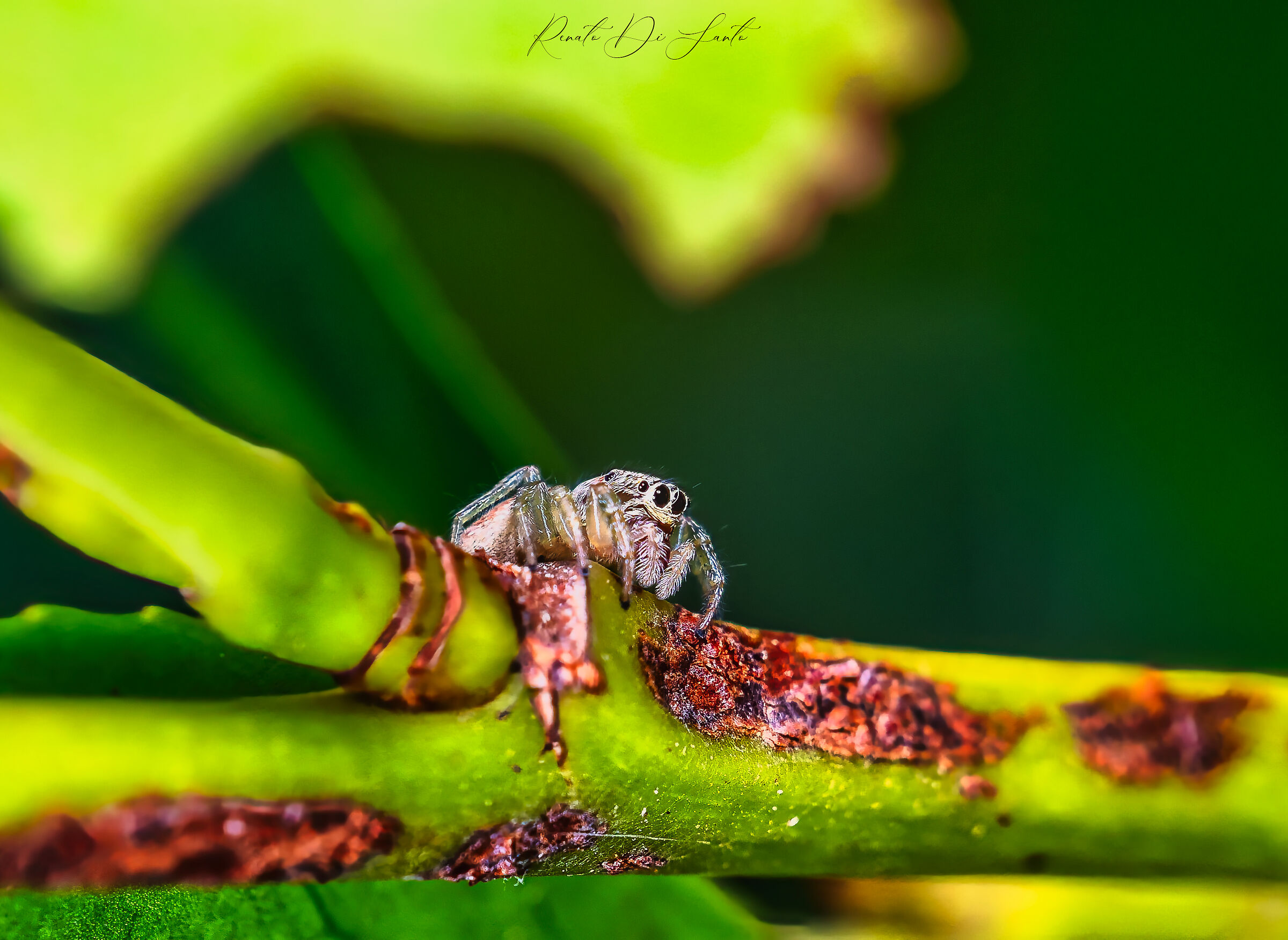 "Between Leaves and Petals"