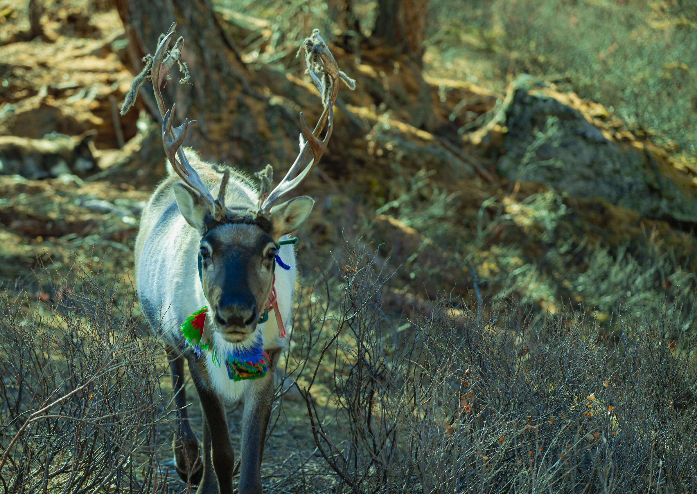 Free reindeer