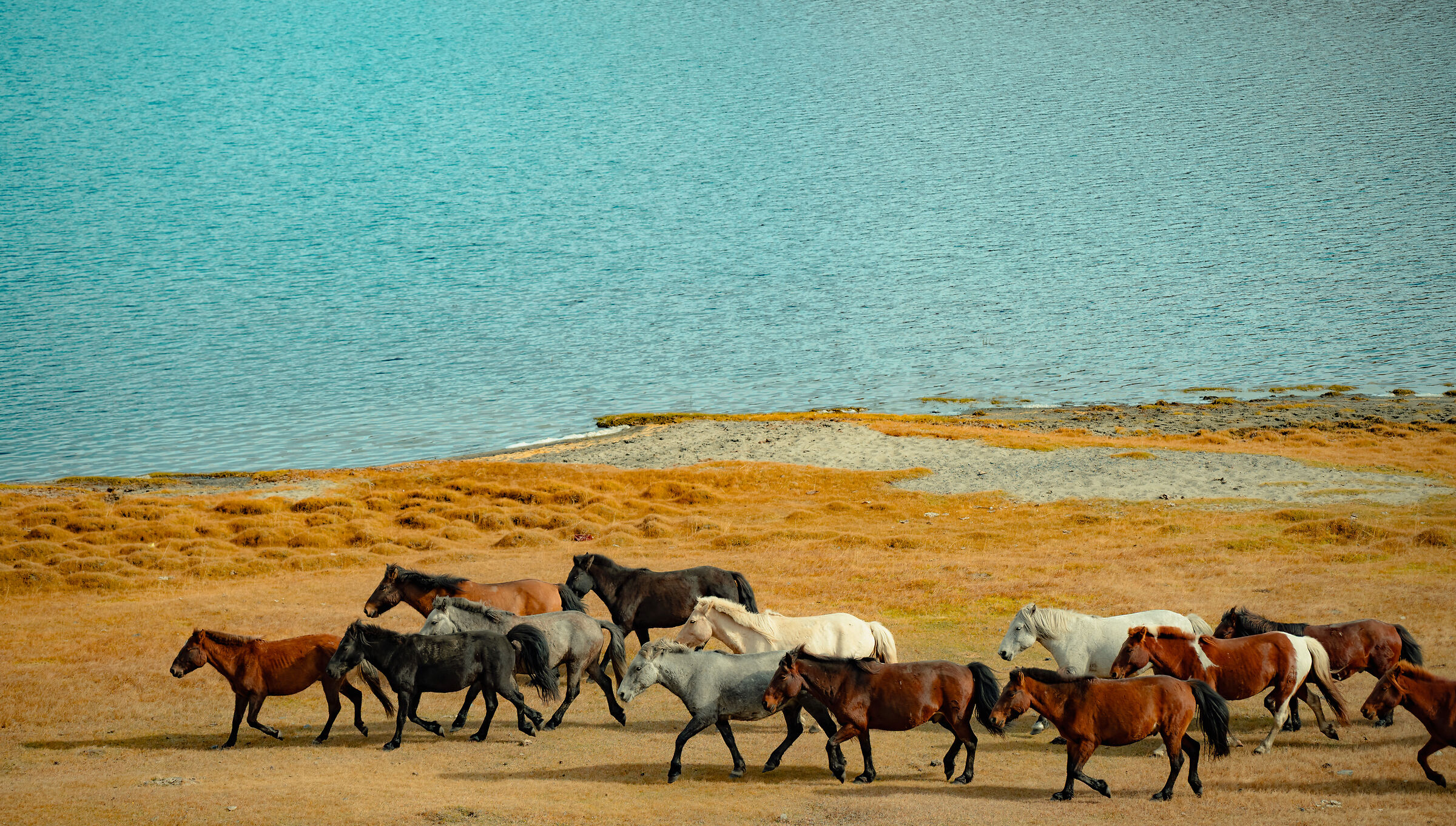 Herd of wild horses