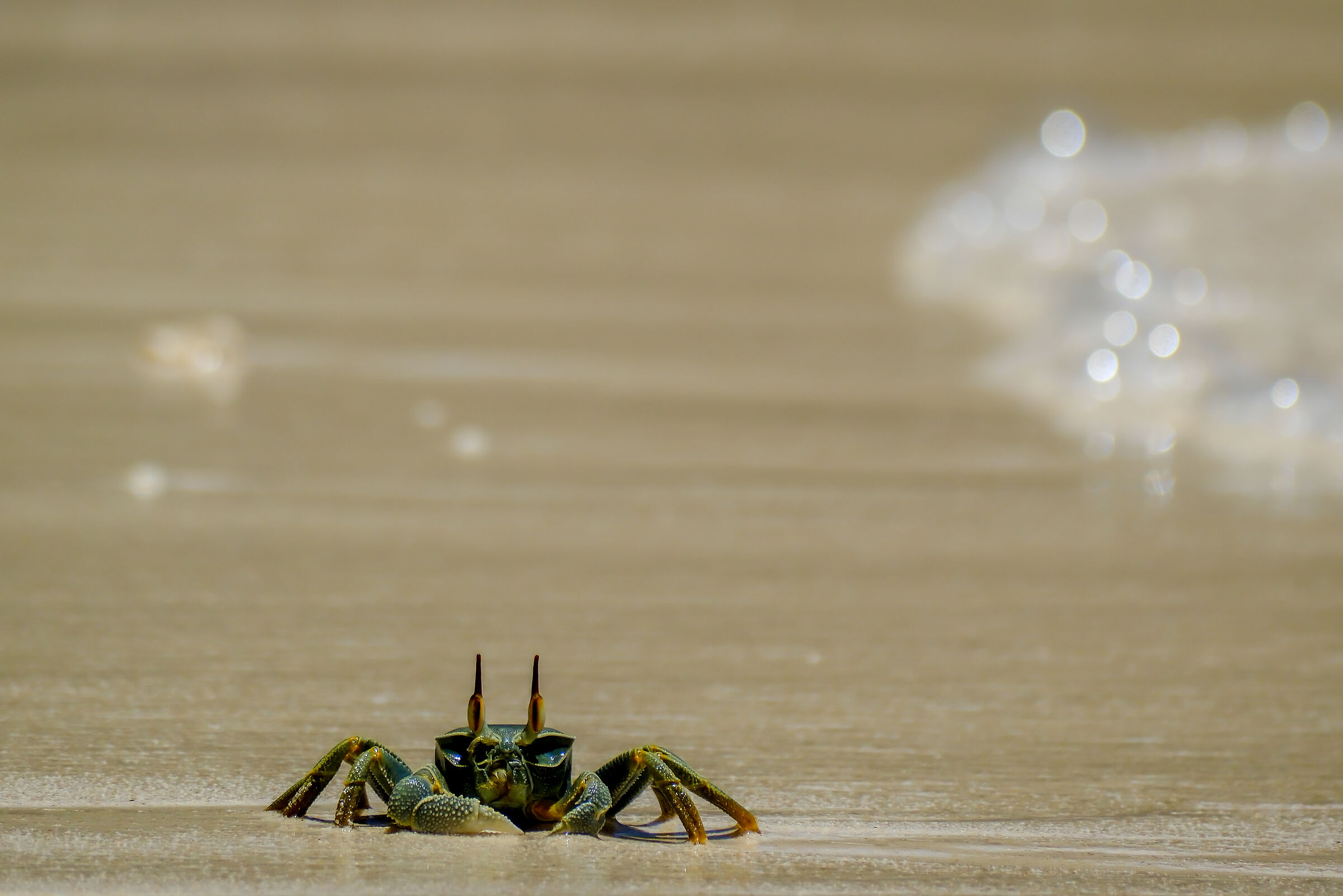 Mr Crab
