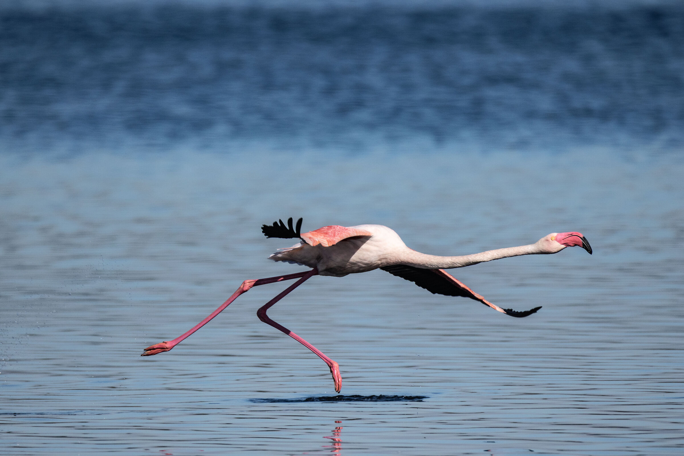 Fenicottero in decollo