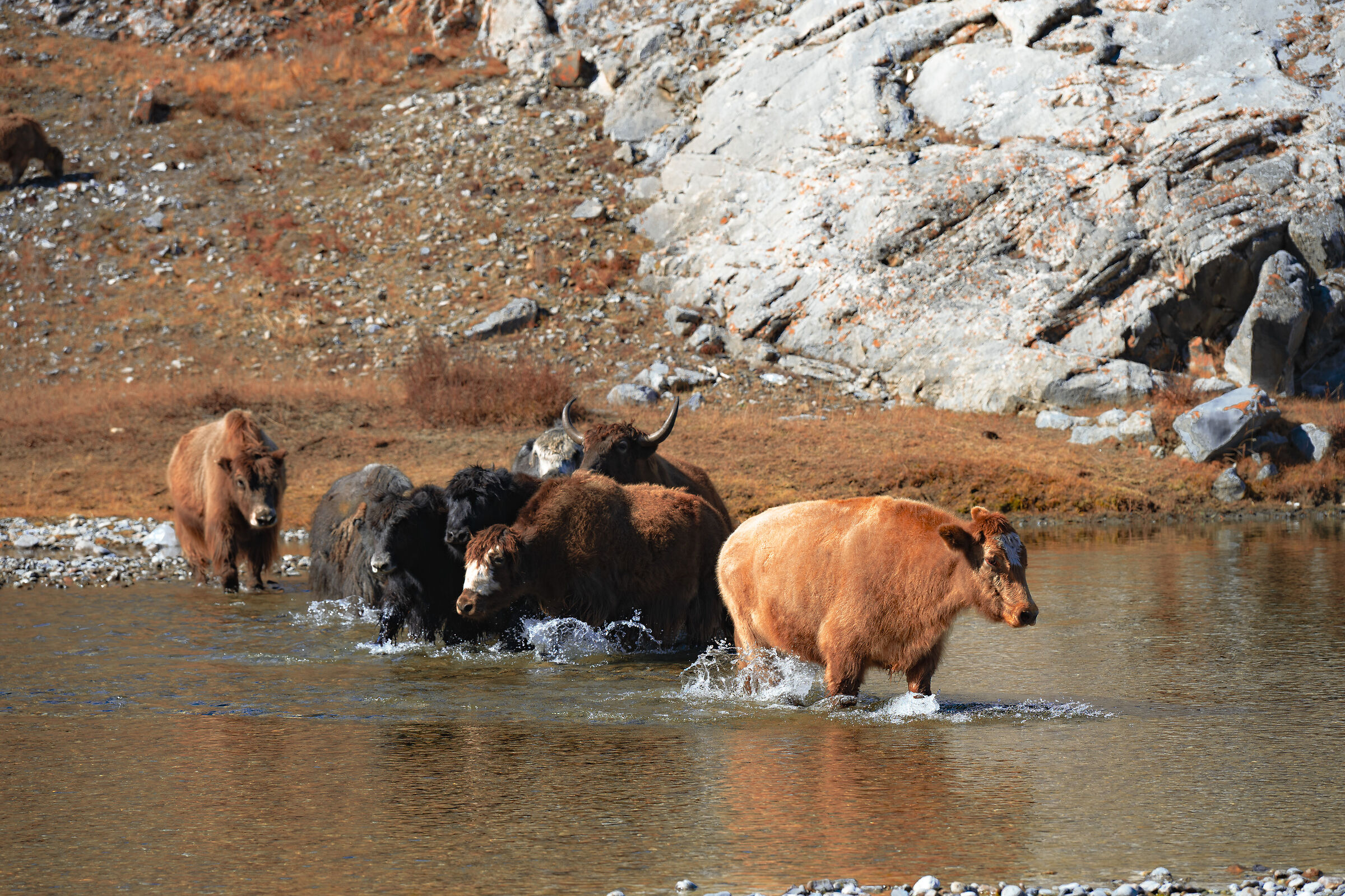 Cattle drive