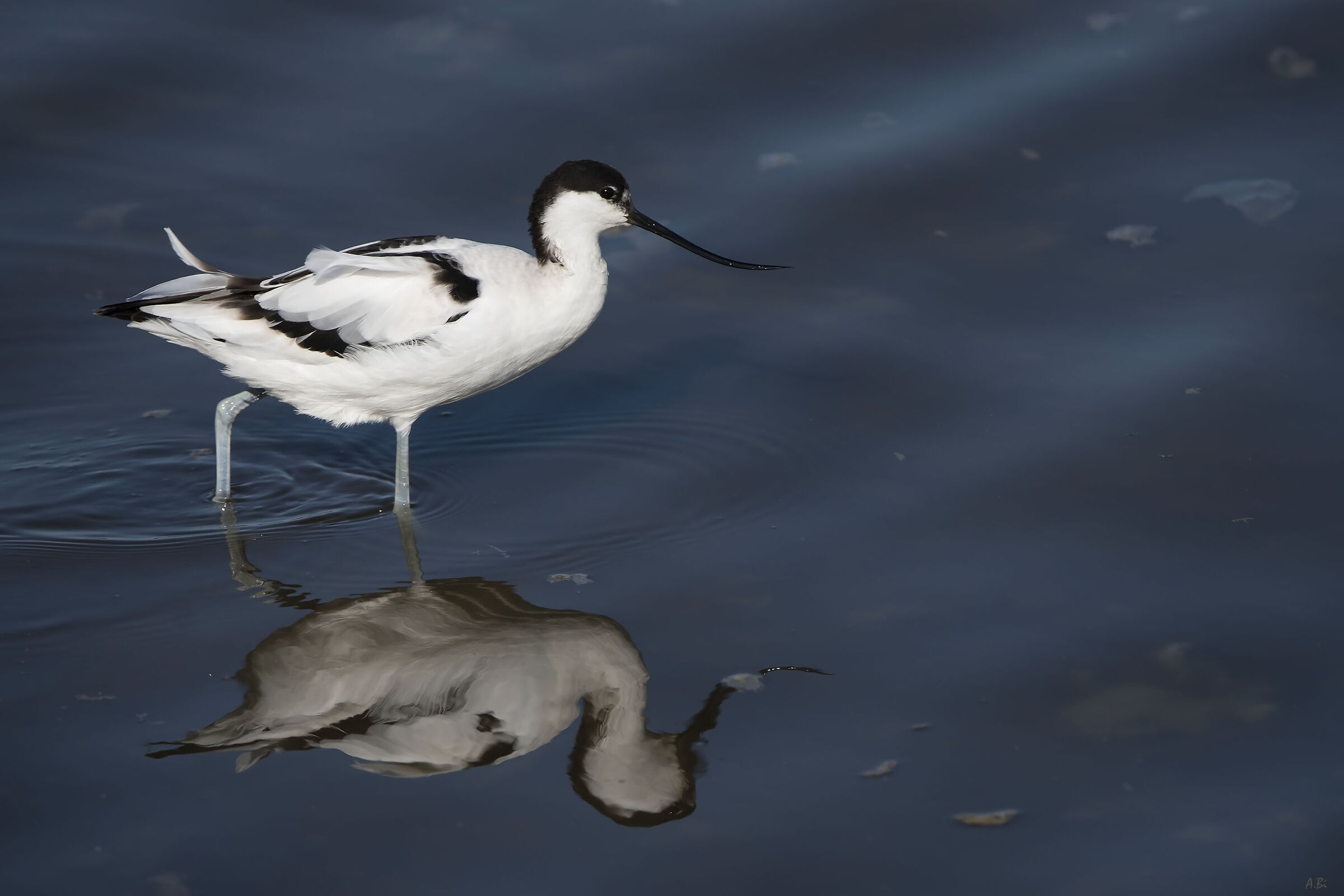 Avocet