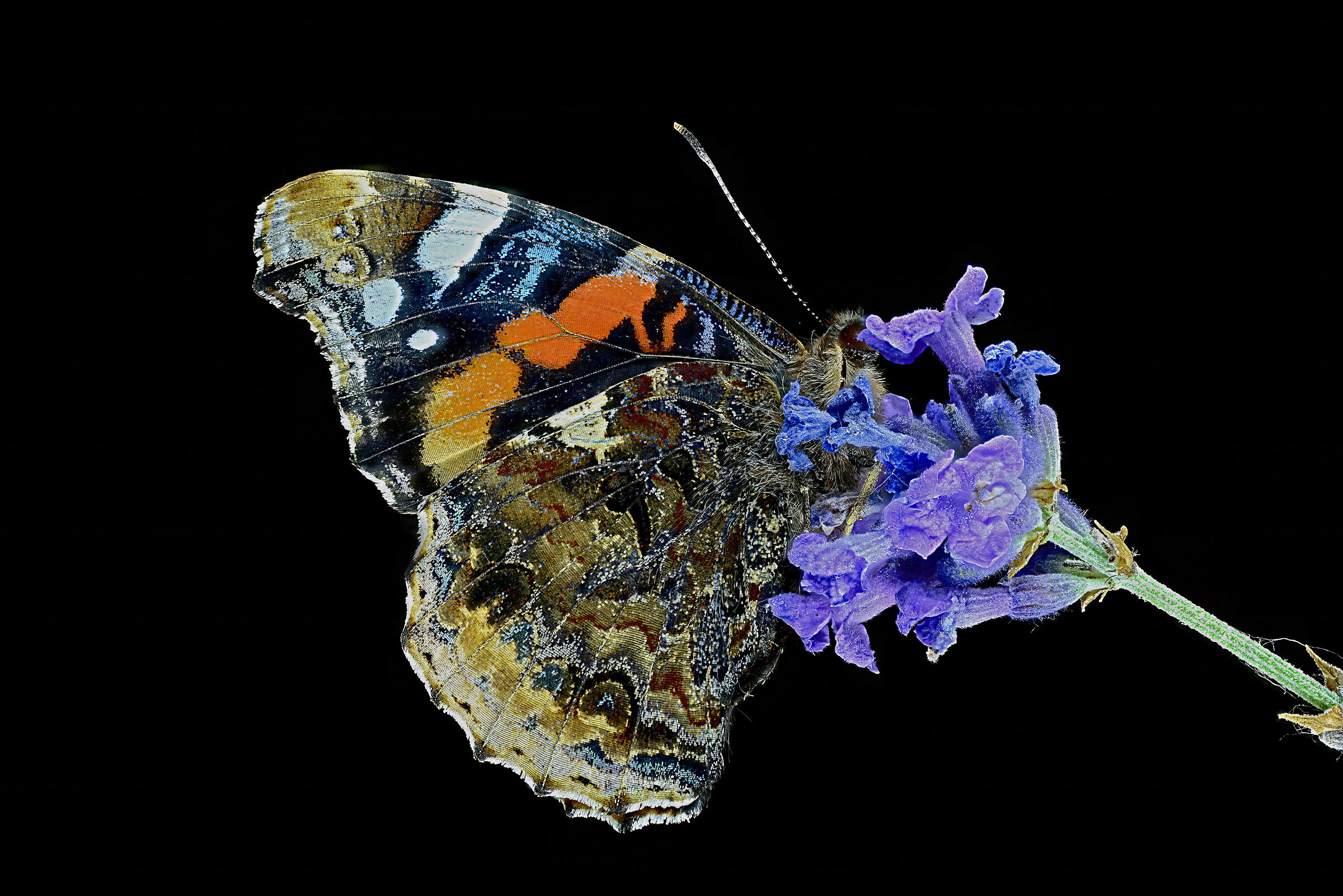 Vanessa atalanta