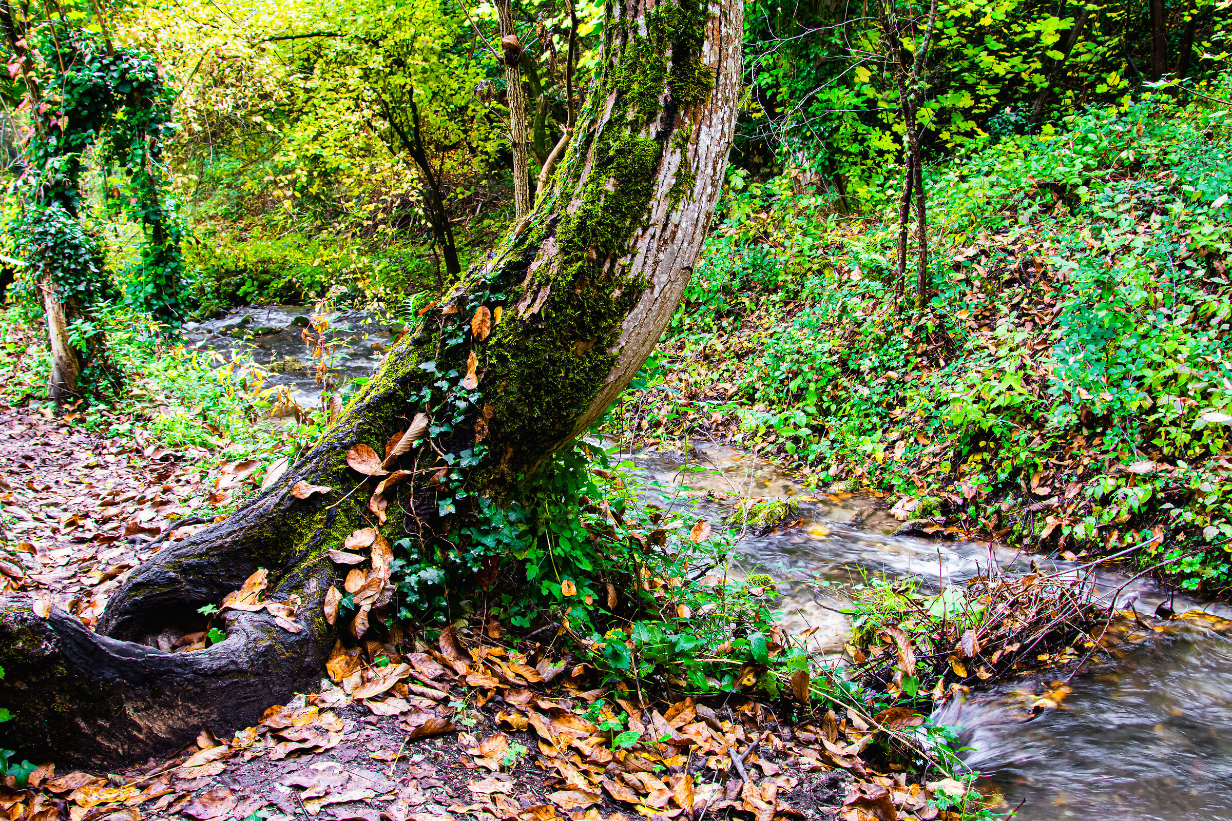 Sagittarius Gorges