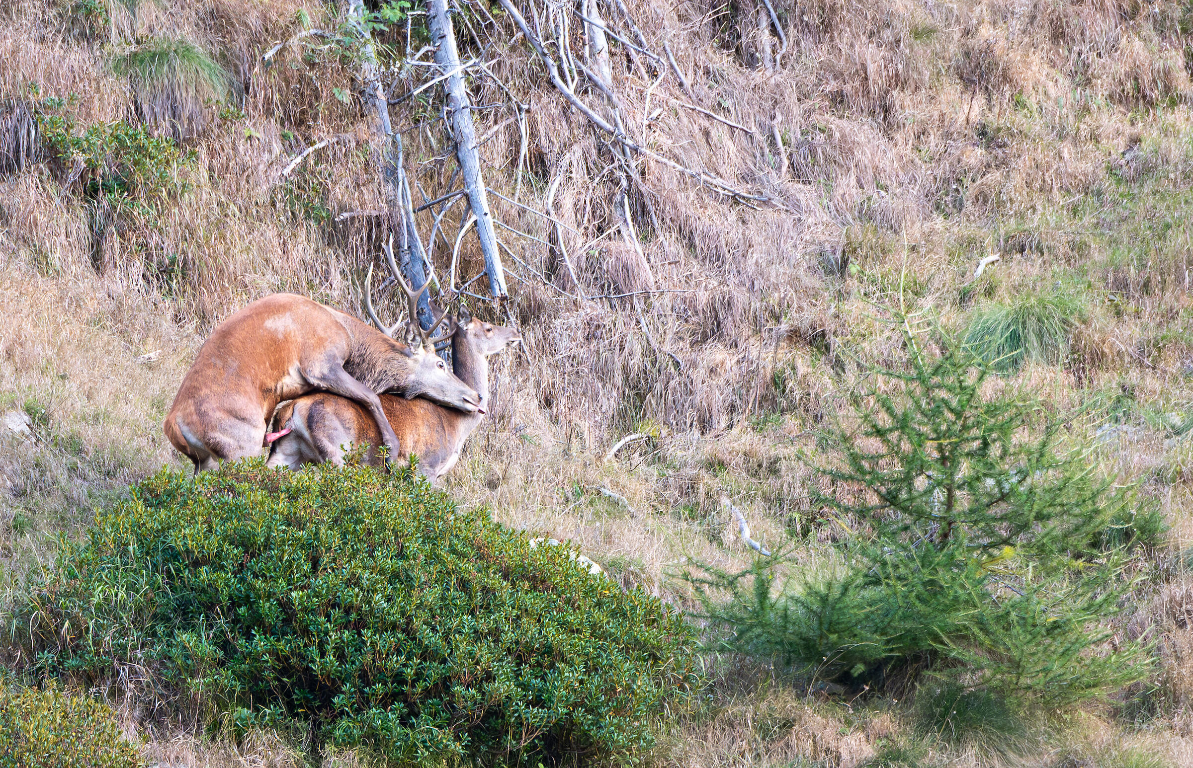 50 Shades of Deer