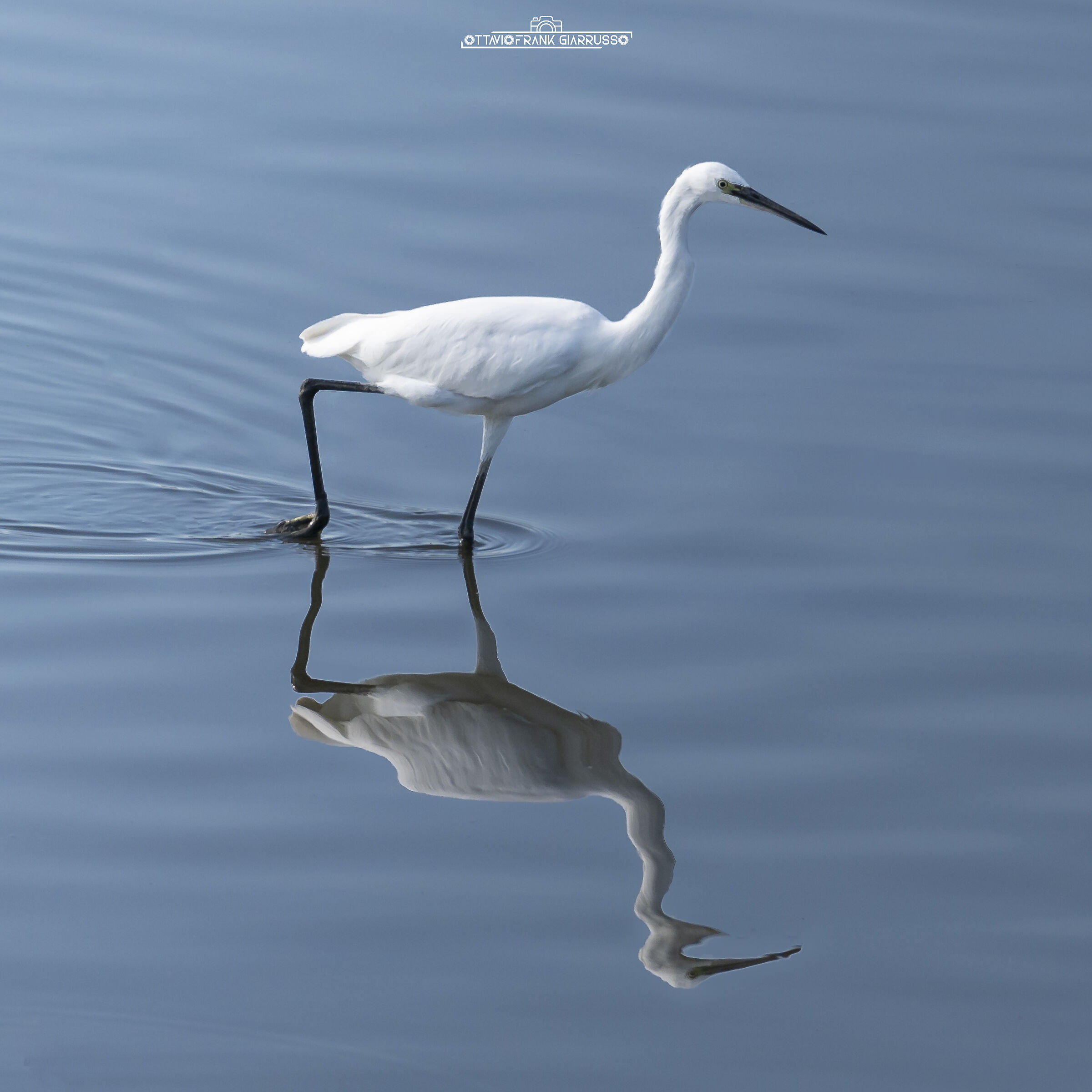 Egretta garzetta 05/10/2025 Eastern Sicily
