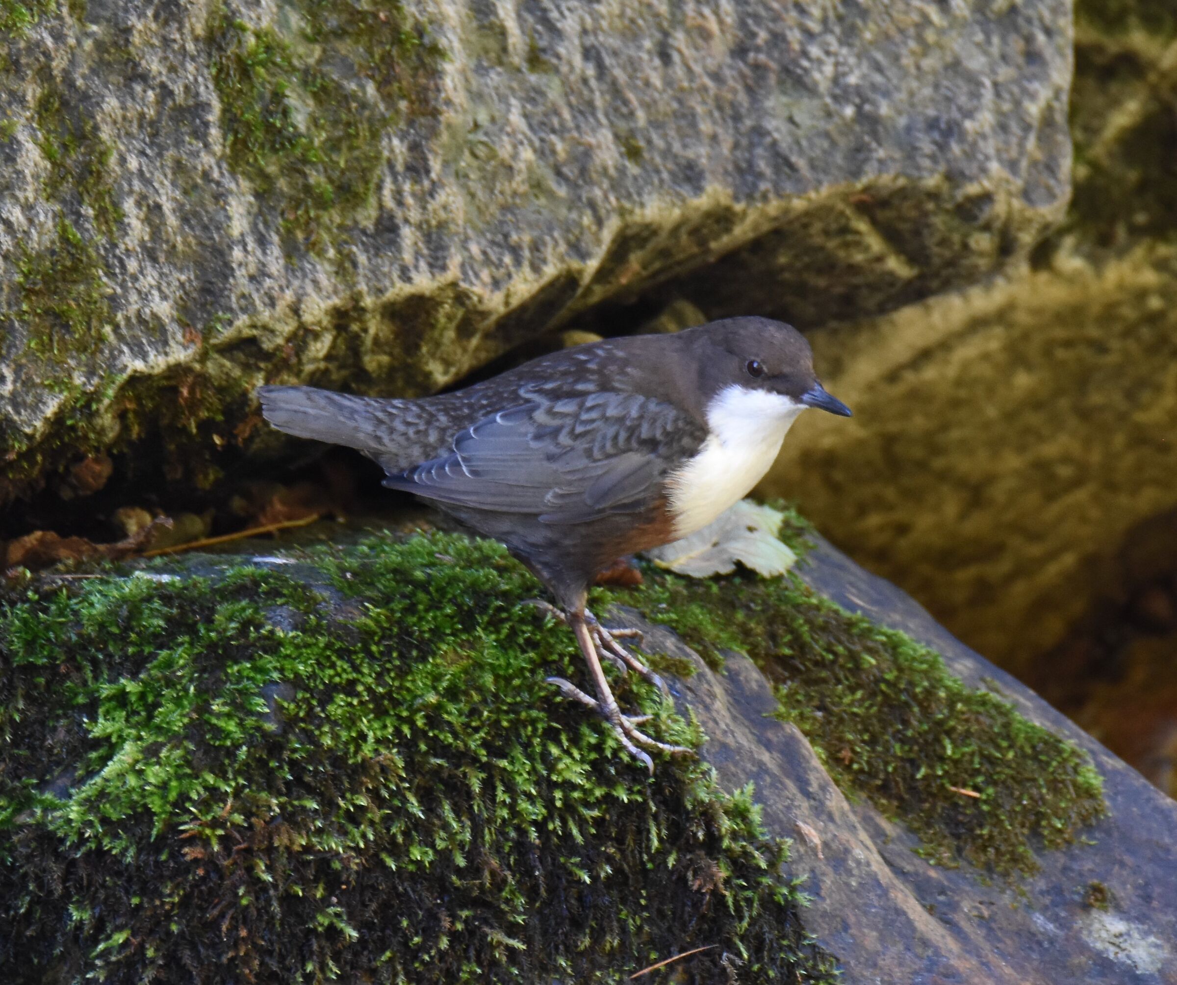 WHITE-THROATED DIPPER