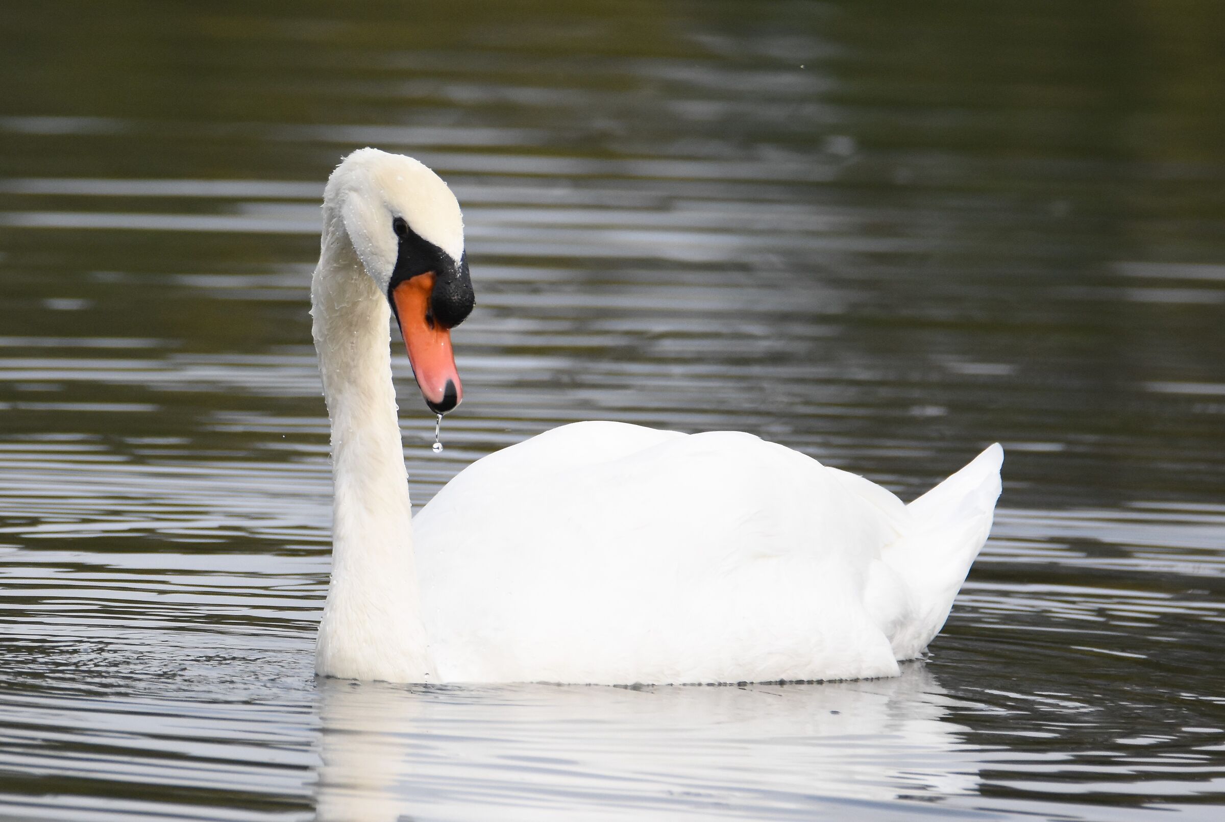SWAN