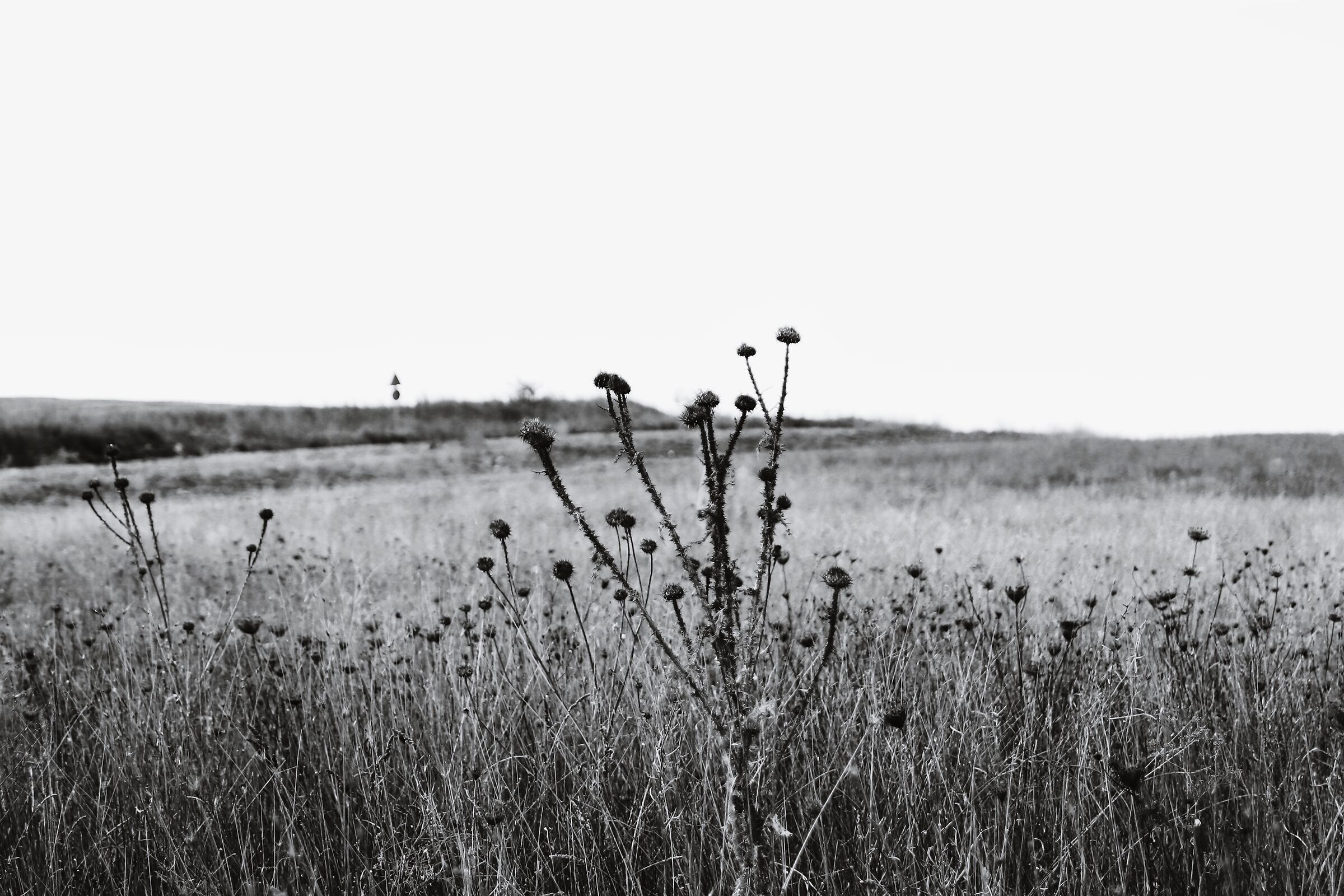 ferula