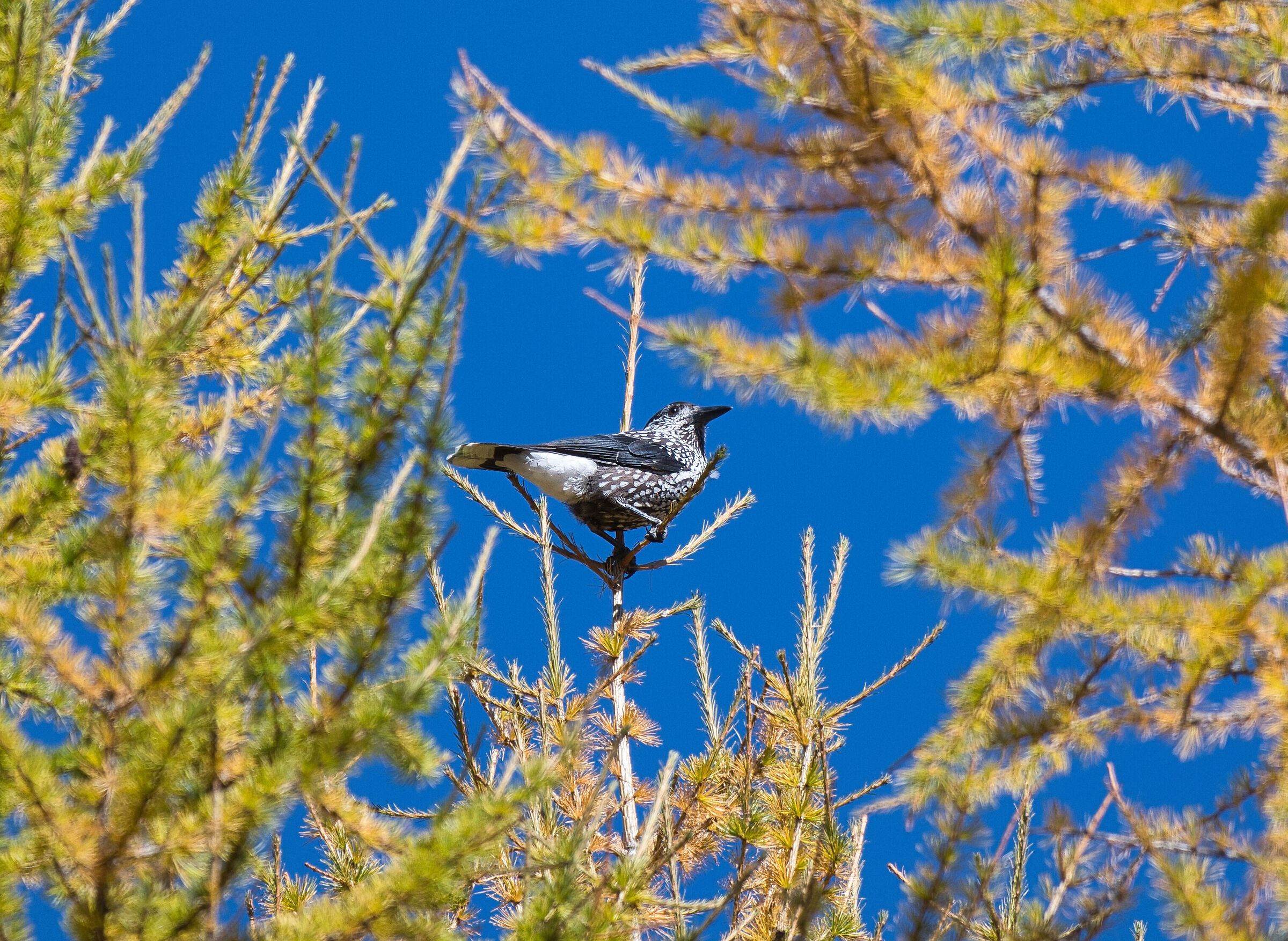 Nutcracker among the larches