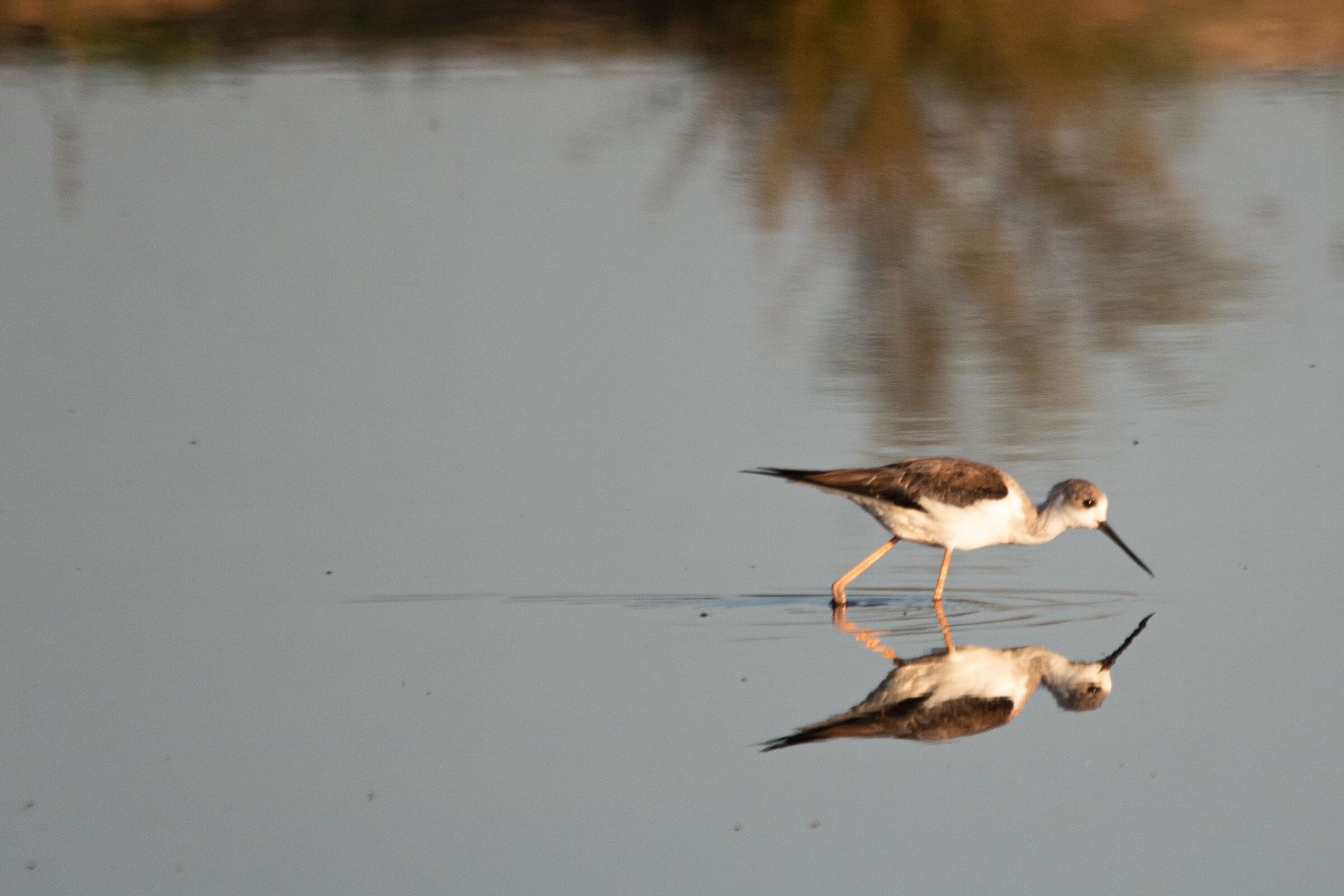 Black-winged Stilt